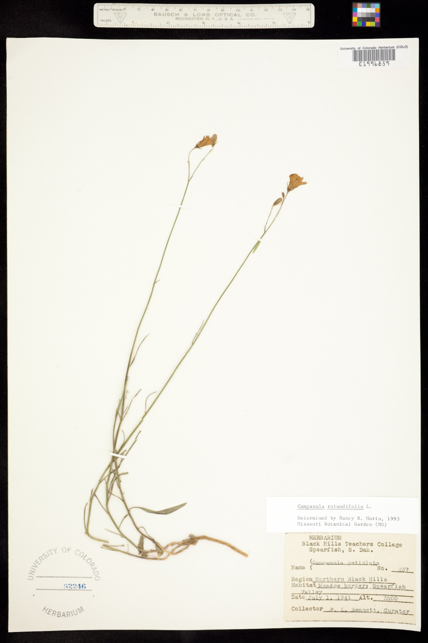 Campanula rotundifolia image