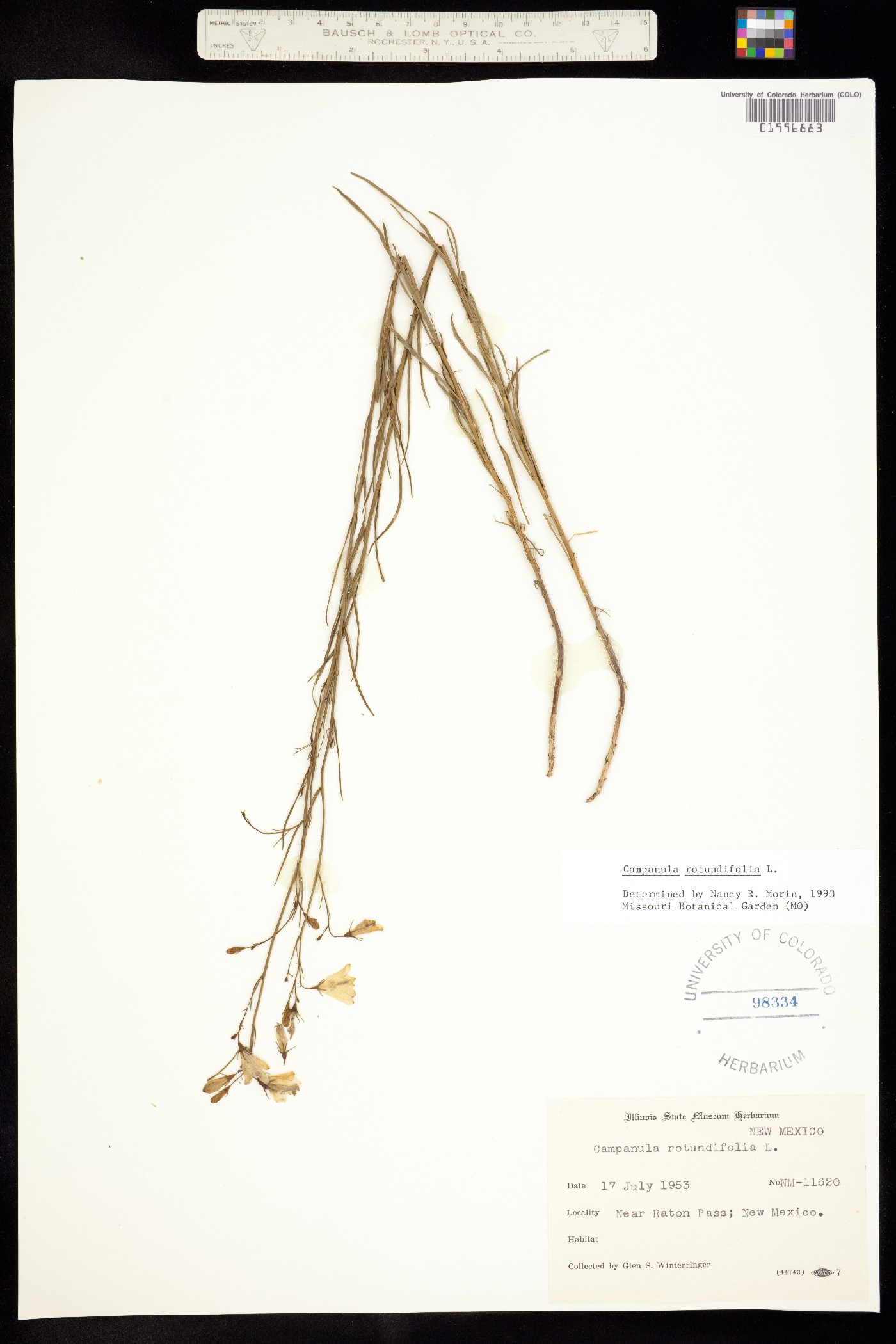 Campanula rotundifolia image