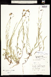 Campanula rotundifolia image