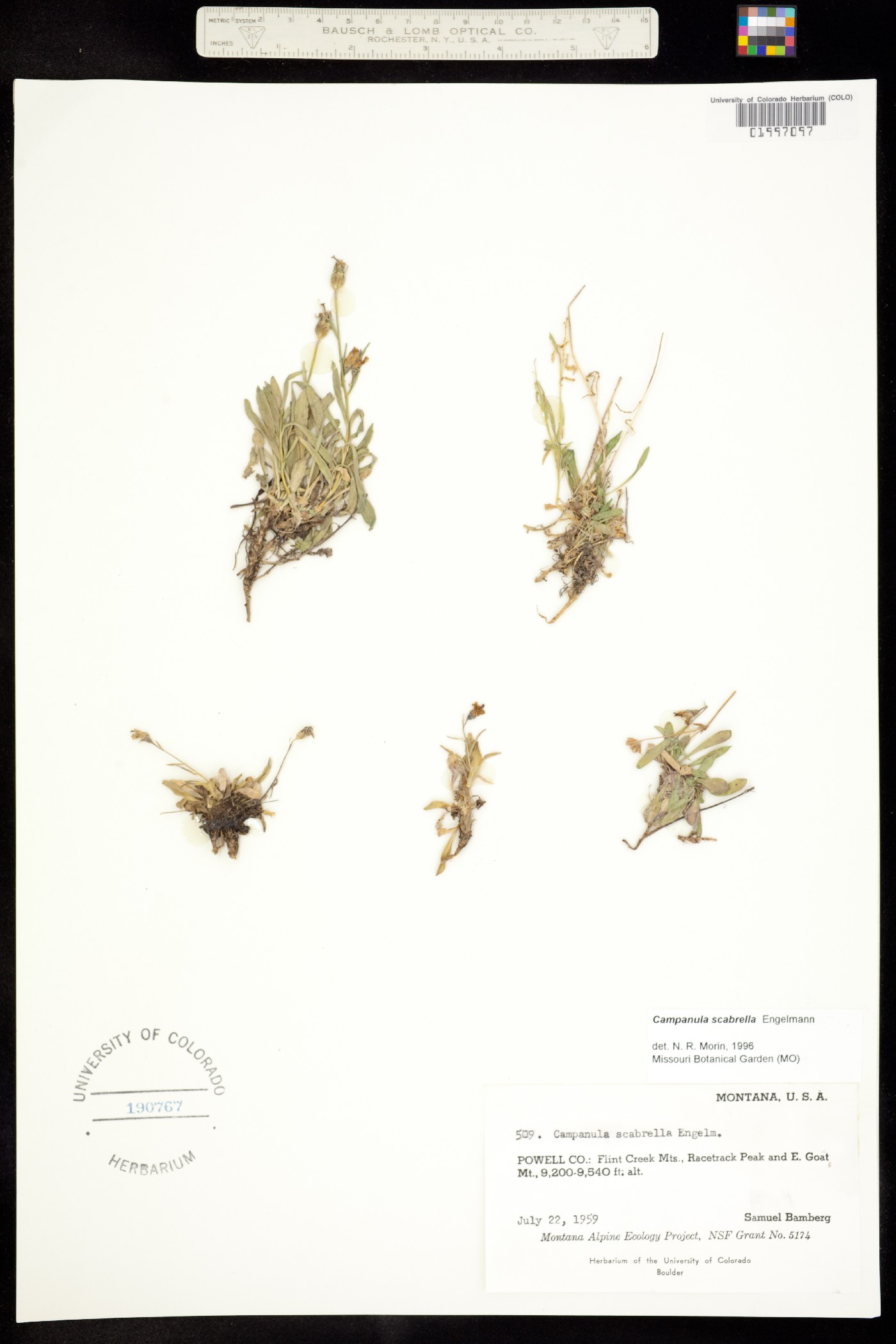 Campanula scabrella image