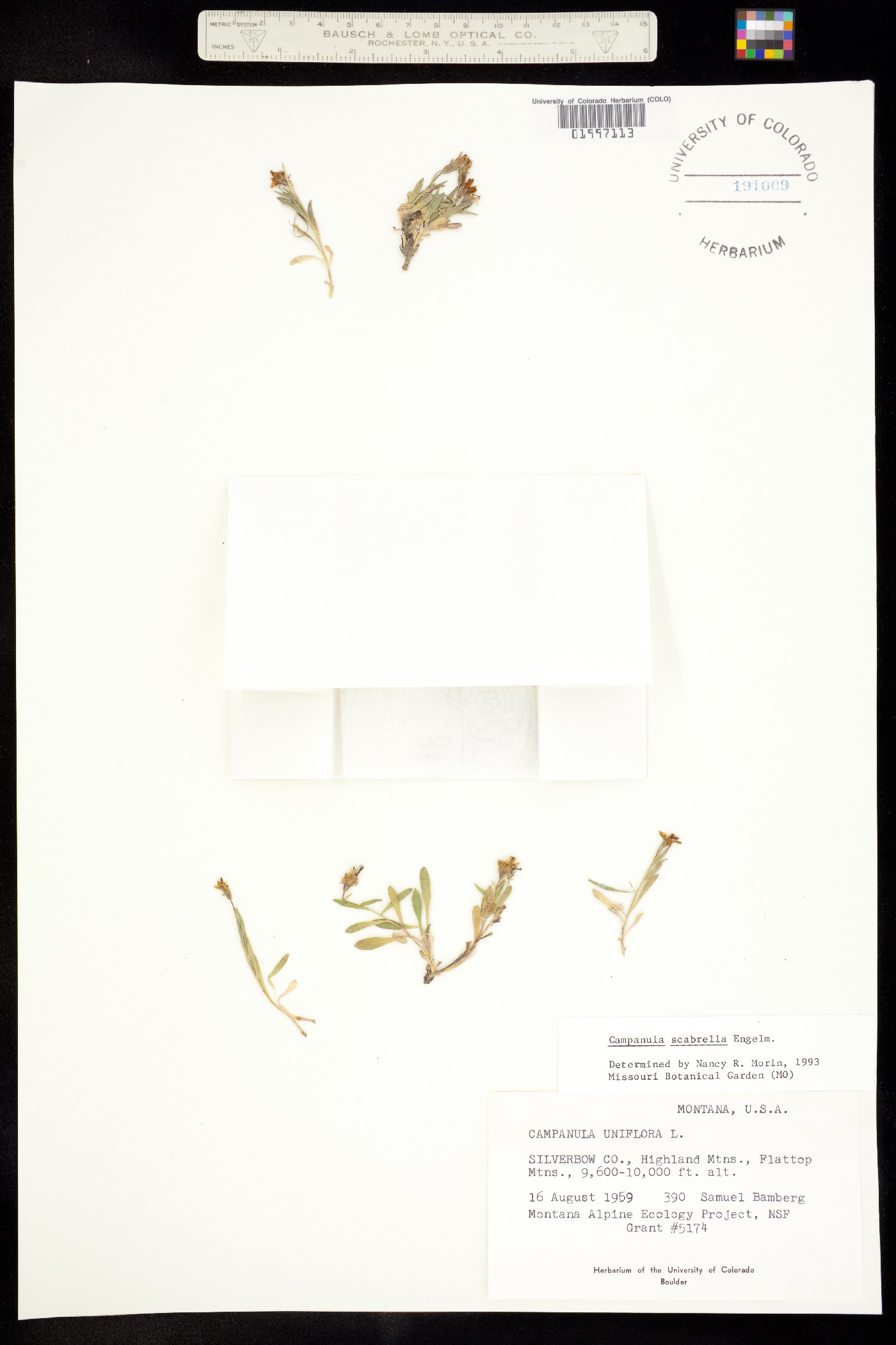 Campanula scabrella image