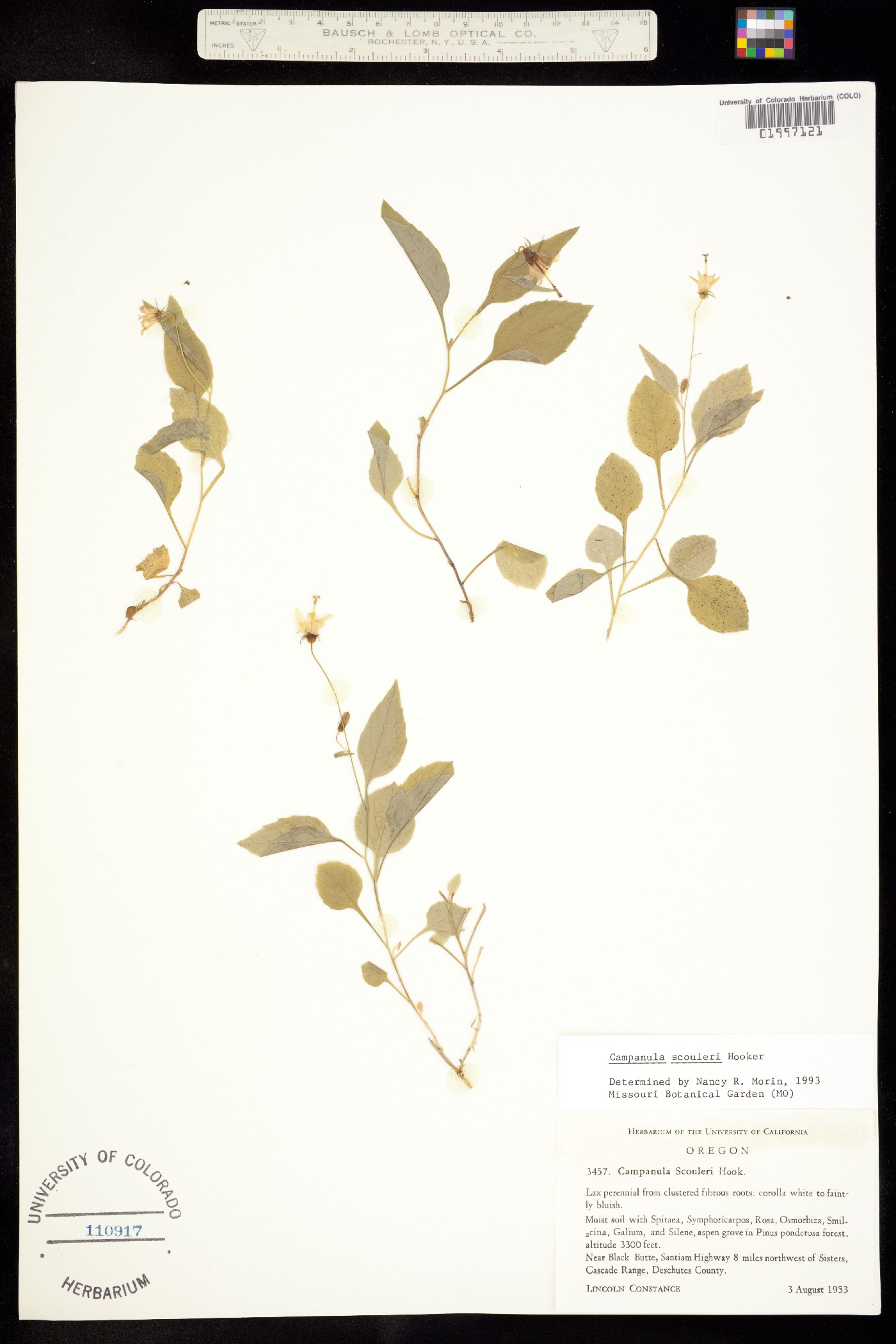 Campanula scouleri image