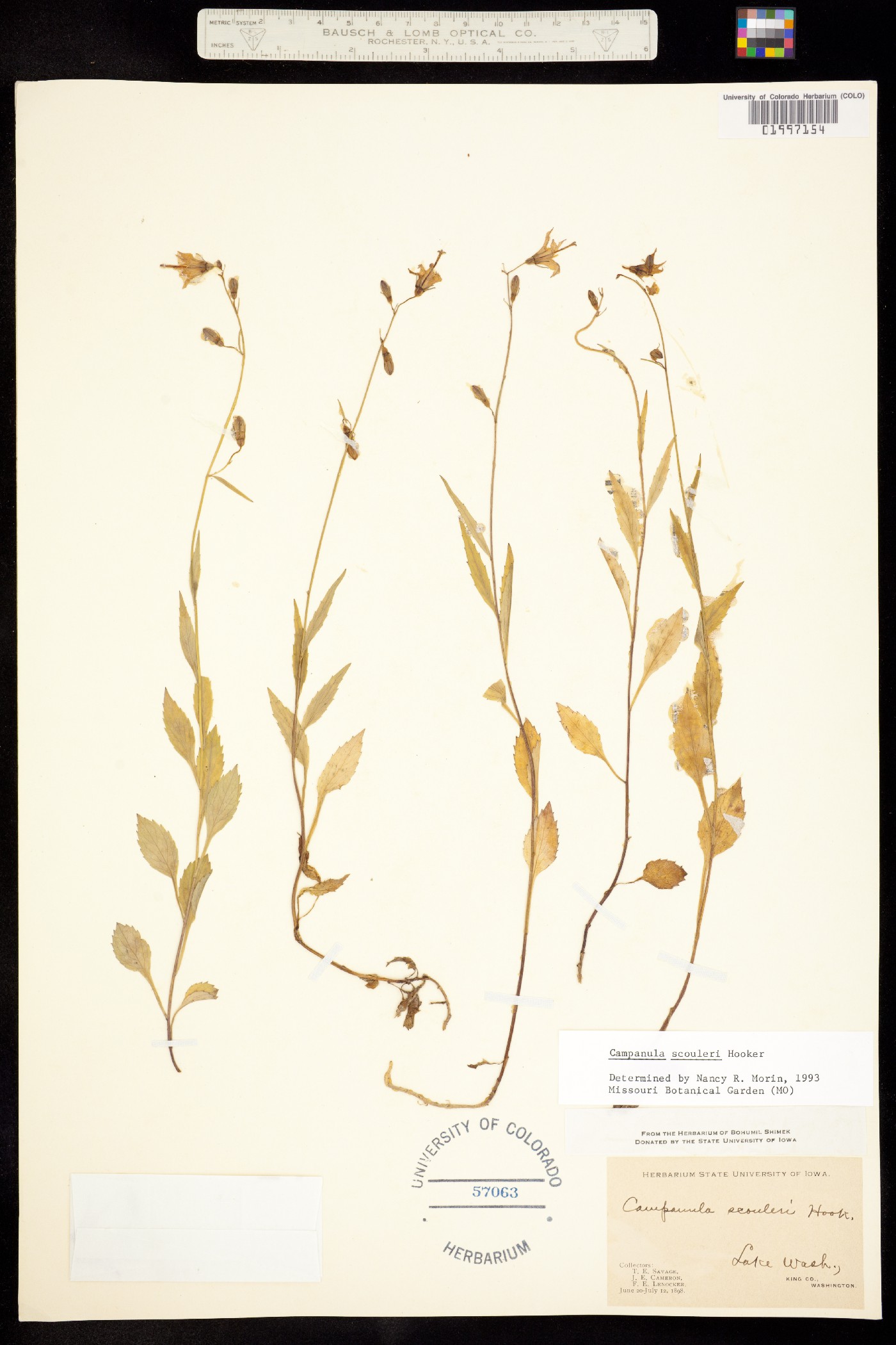 Campanula scouleri image