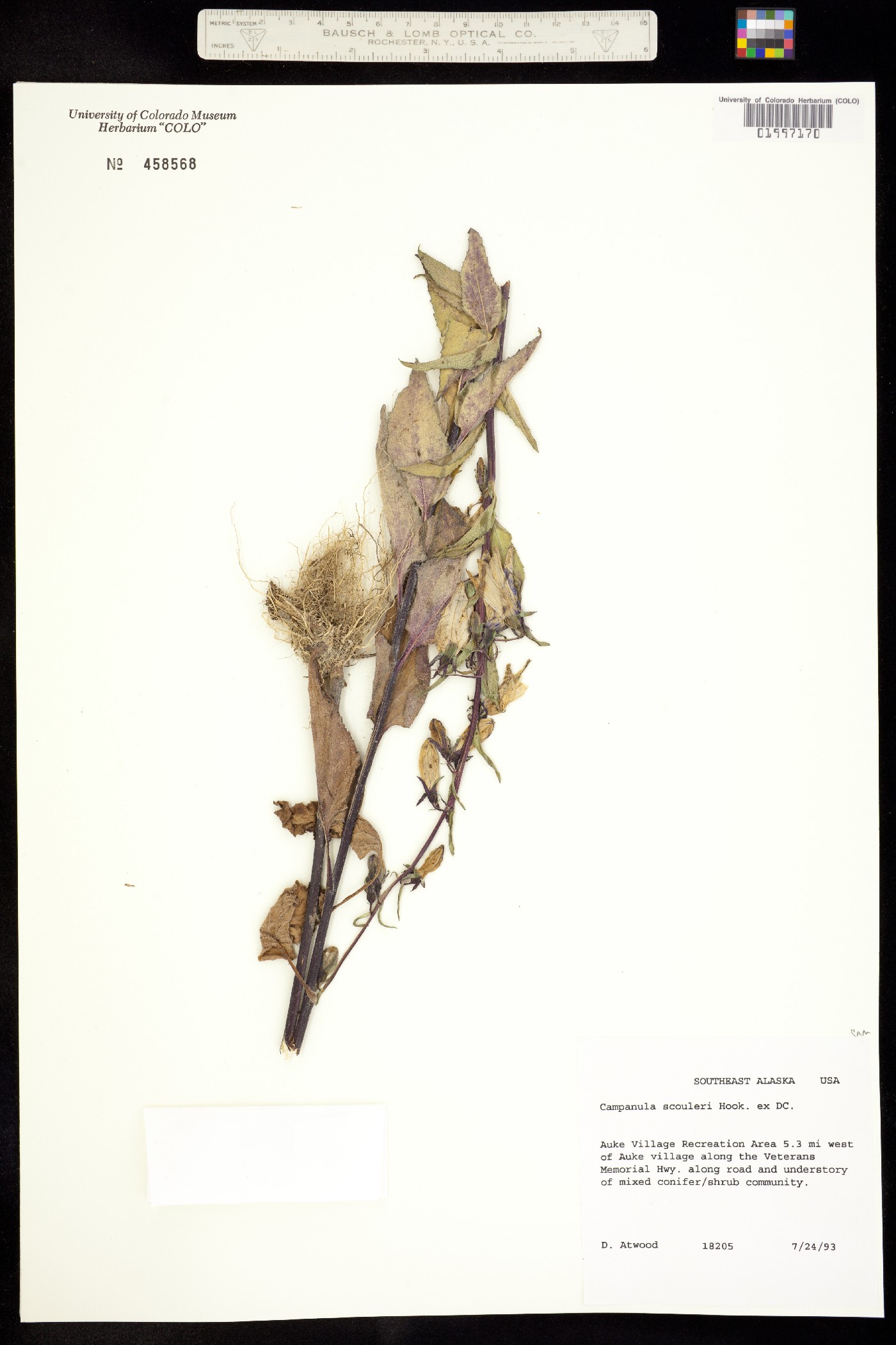 Campanula scouleri image