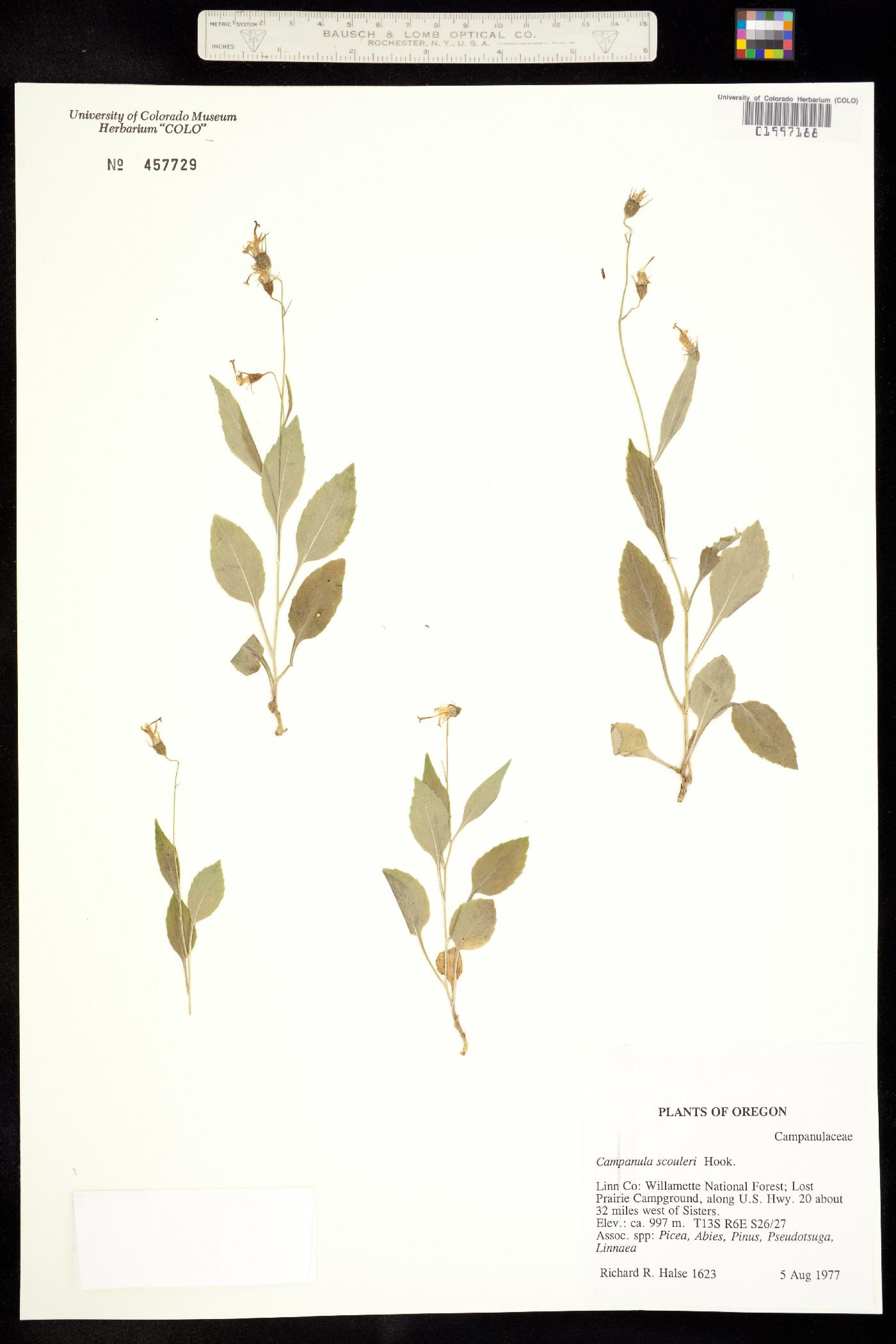 Campanula scouleri image