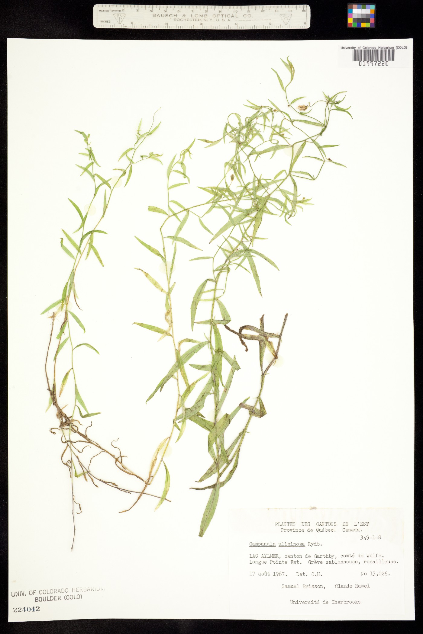 Campanula aparinoides image