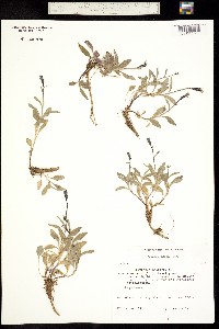 Campanula uniflora image