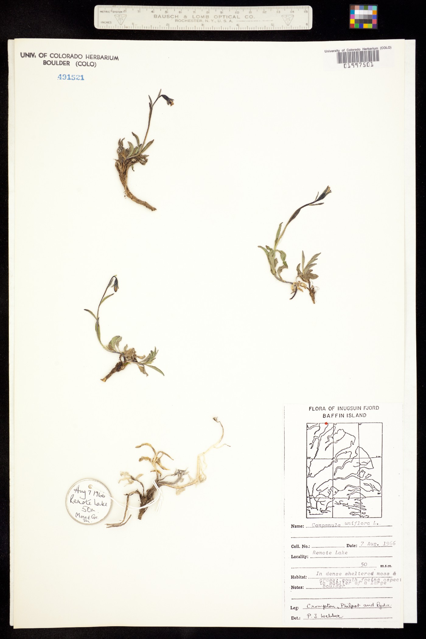 Campanula uniflora image