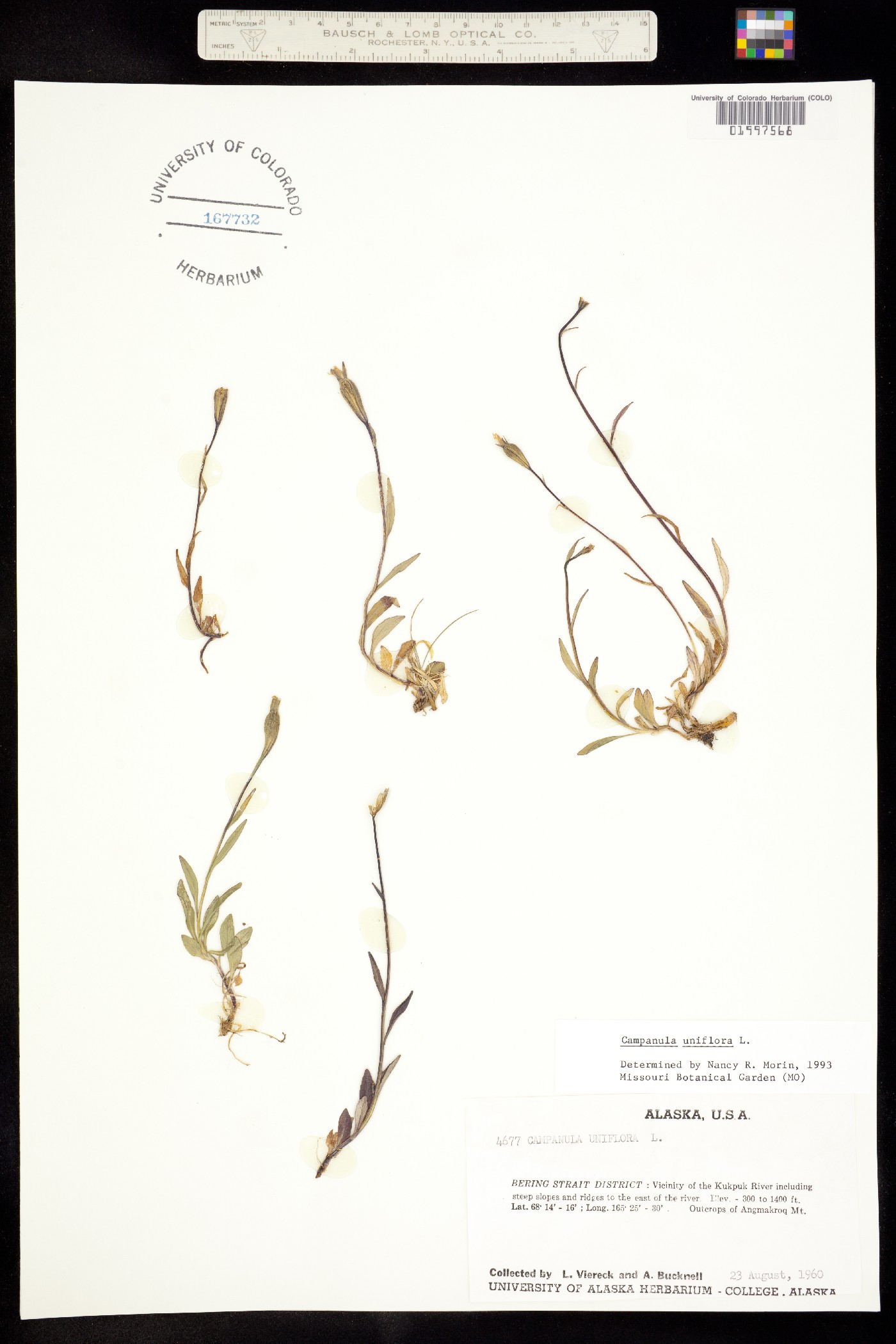 Campanula uniflora image
