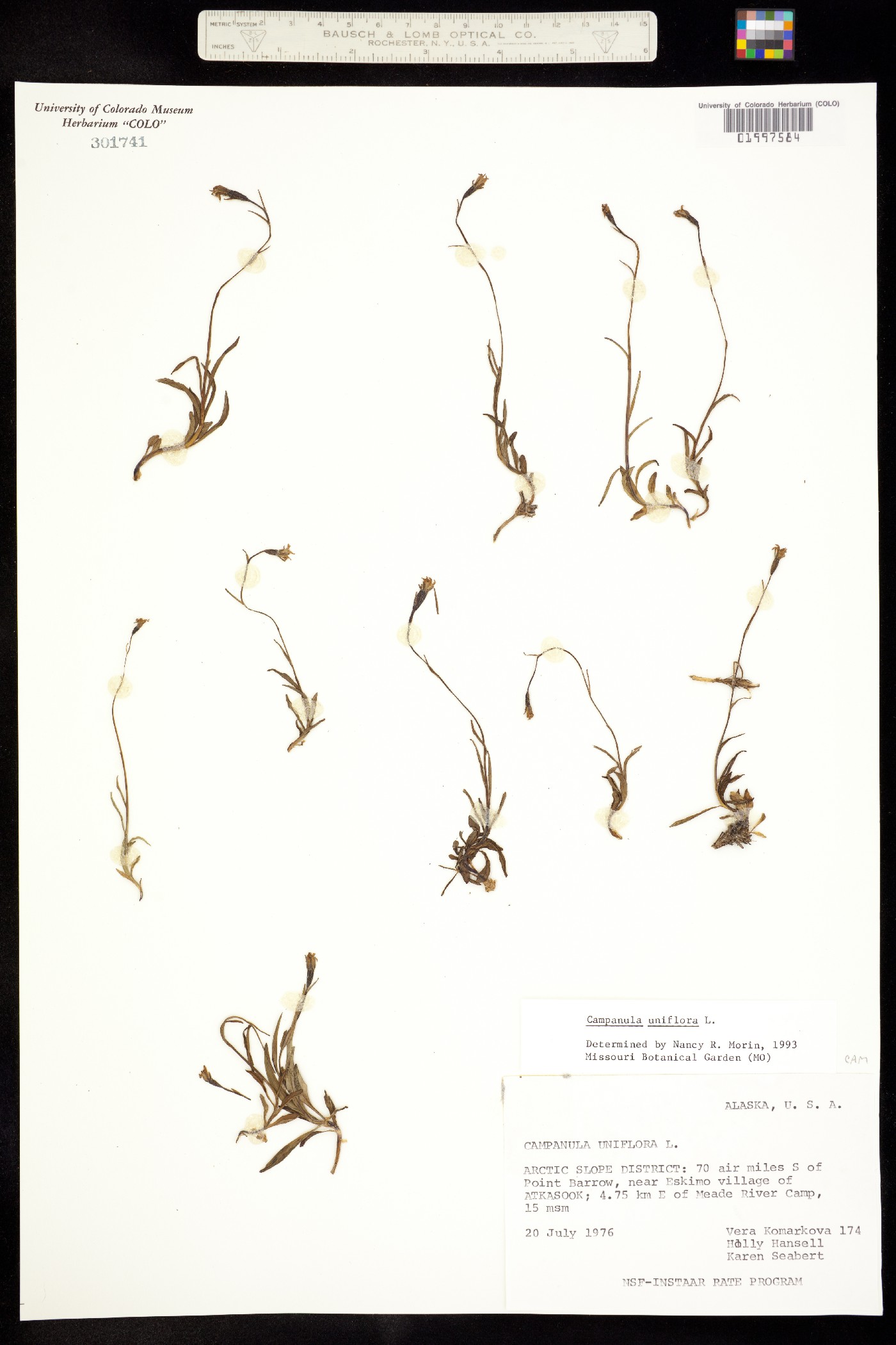 Campanula uniflora image