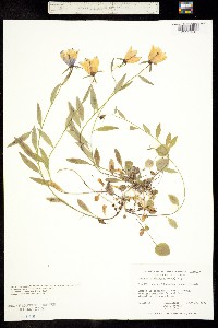 Image of Campanula alaskana
