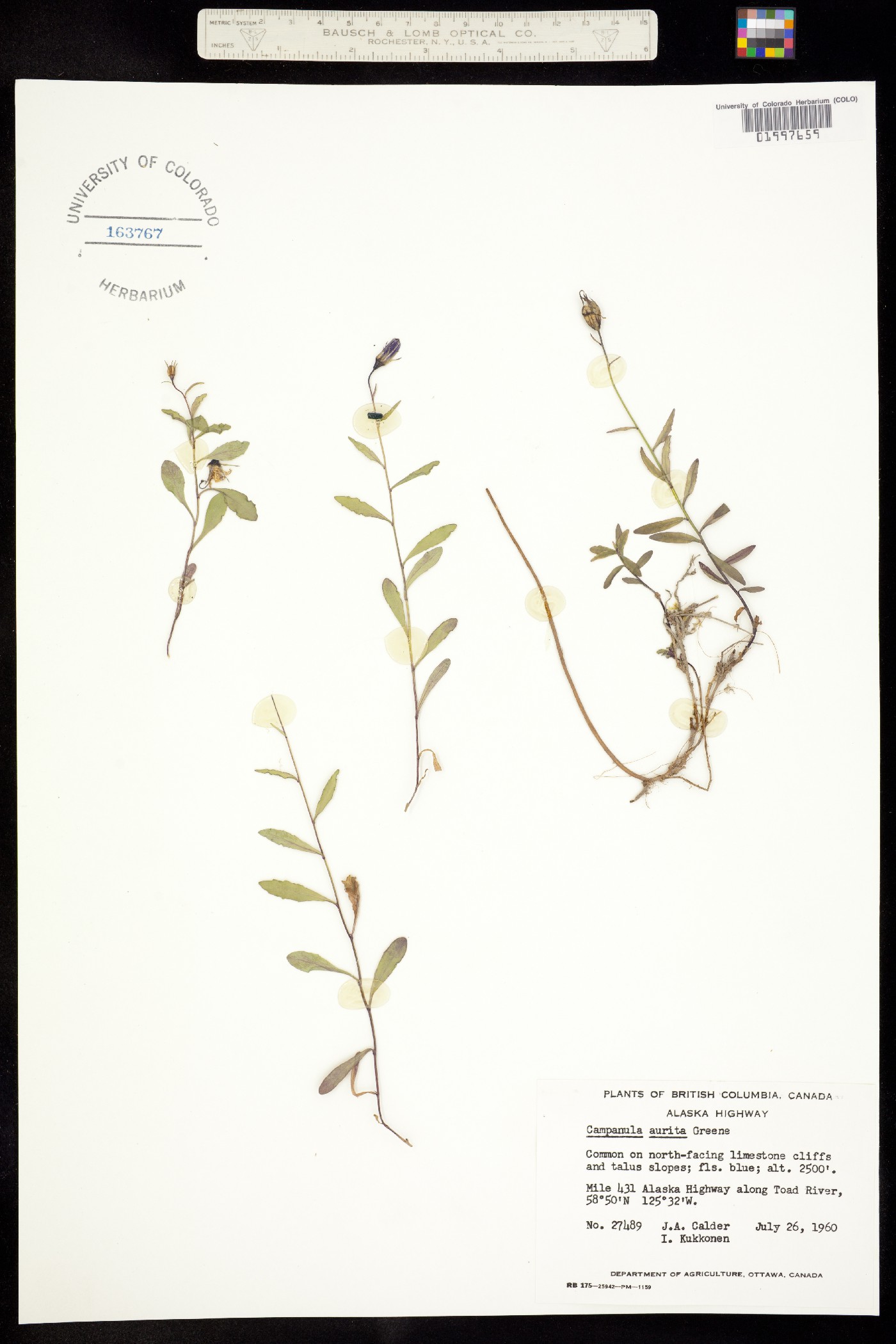 Campanula aurita image