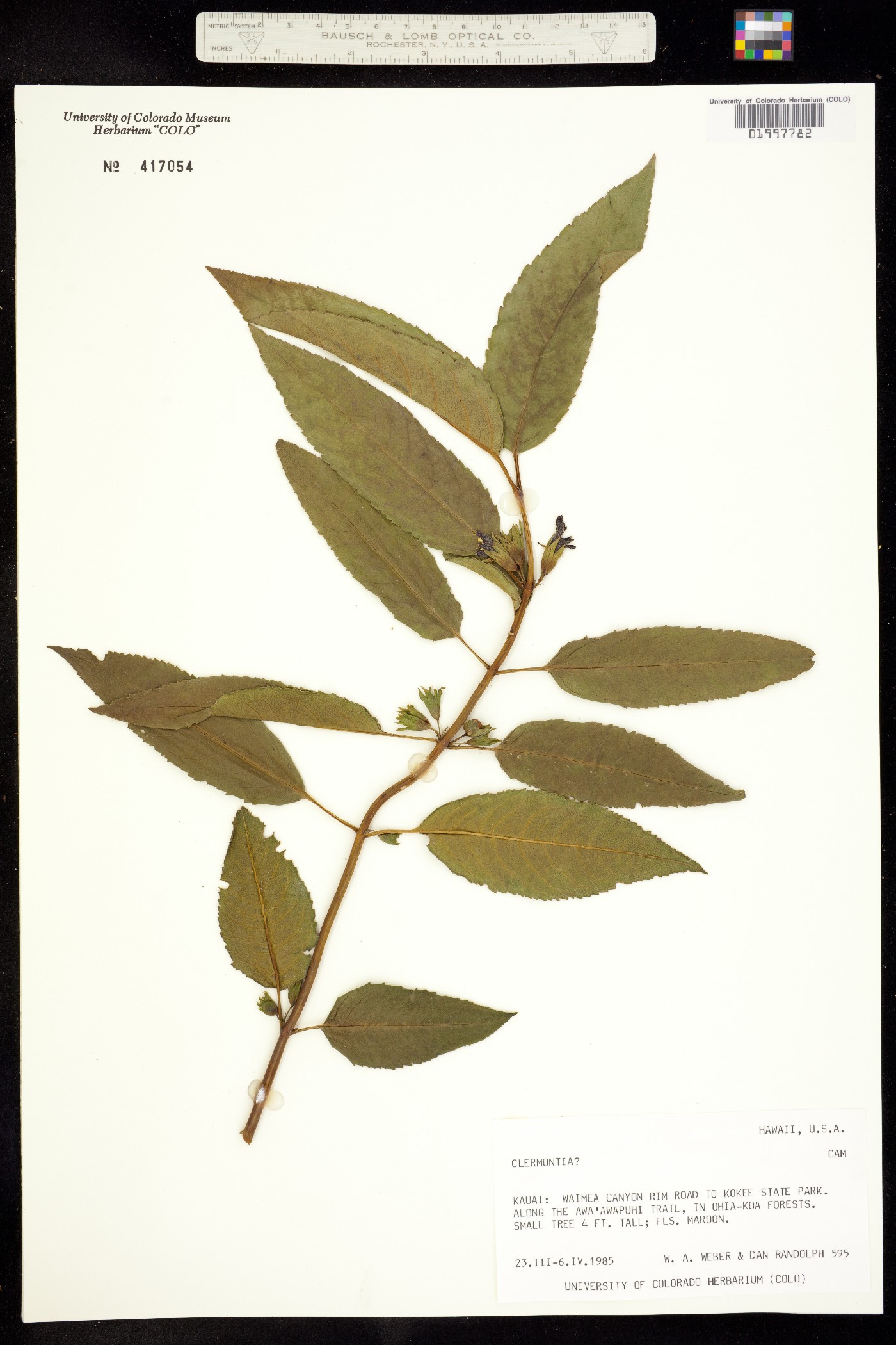 Clermontia image