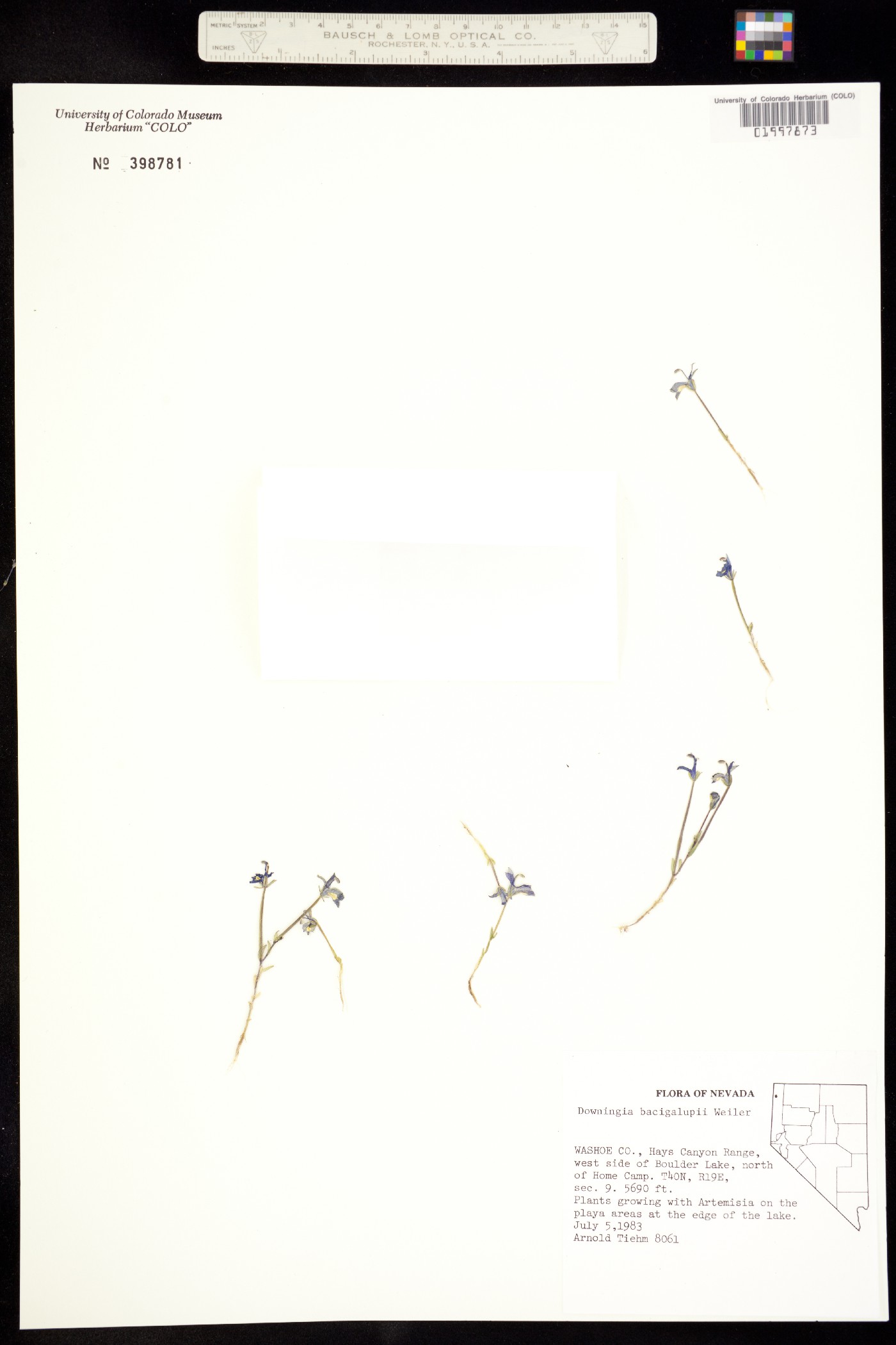 Downingia bacigalupii image