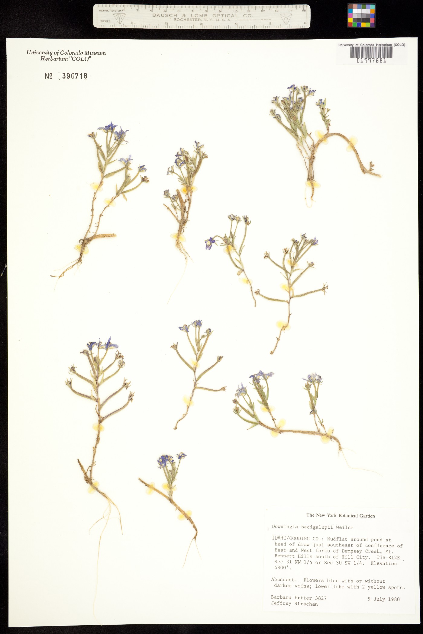 Downingia bacigalupii image