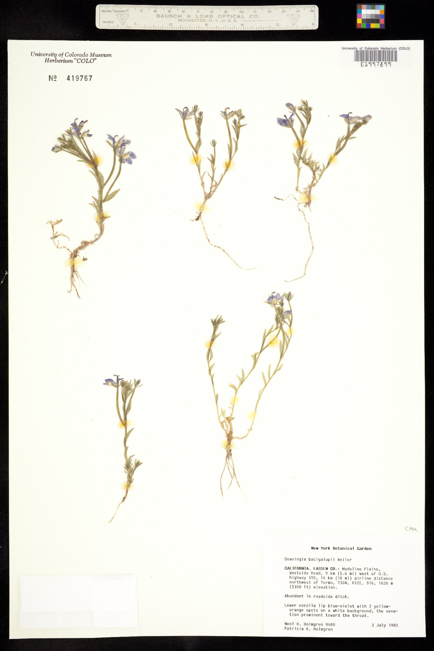 Downingia bacigalupii image