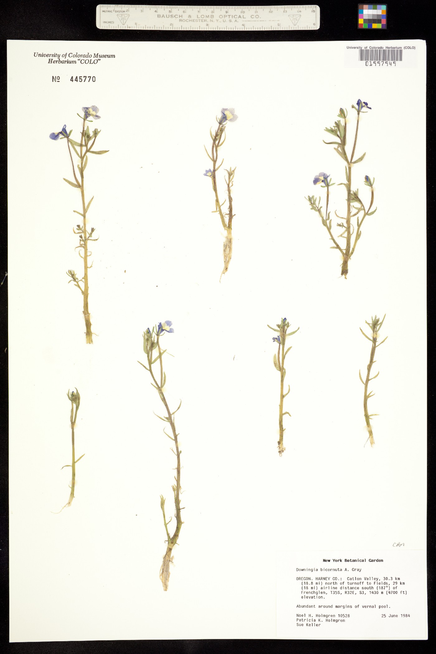 Downingia bicornuta image