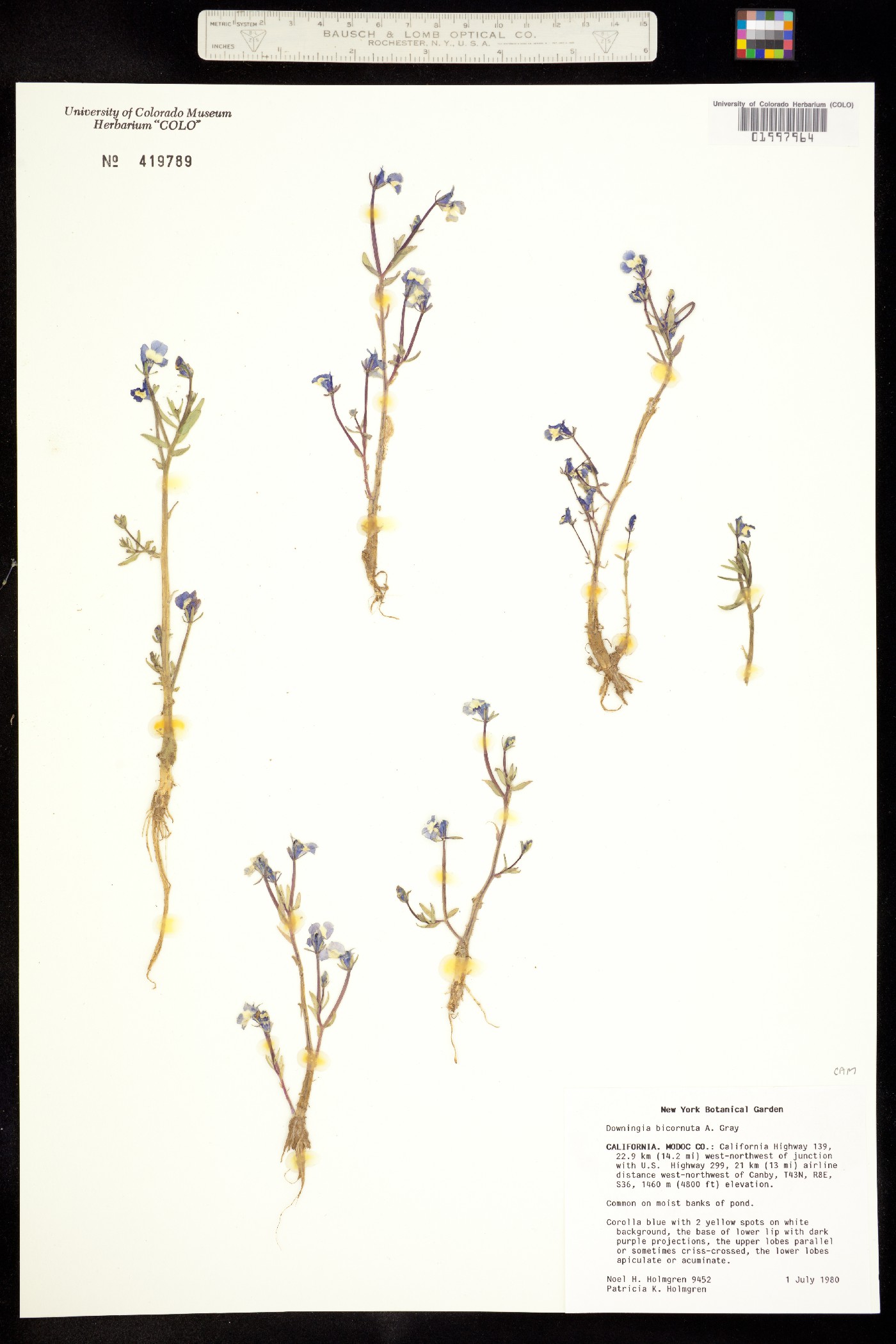 Downingia bicornuta image