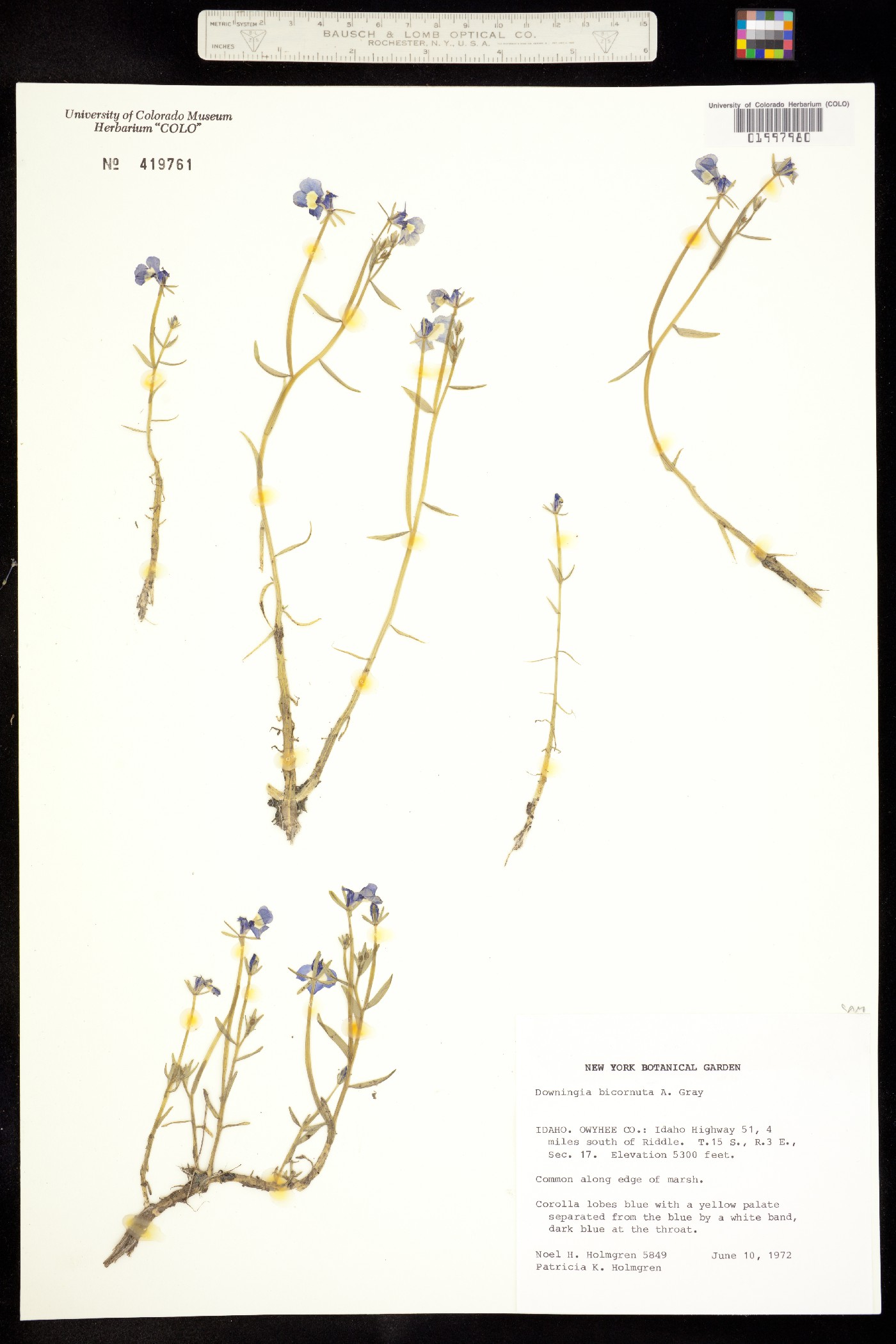 Downingia bicornuta image