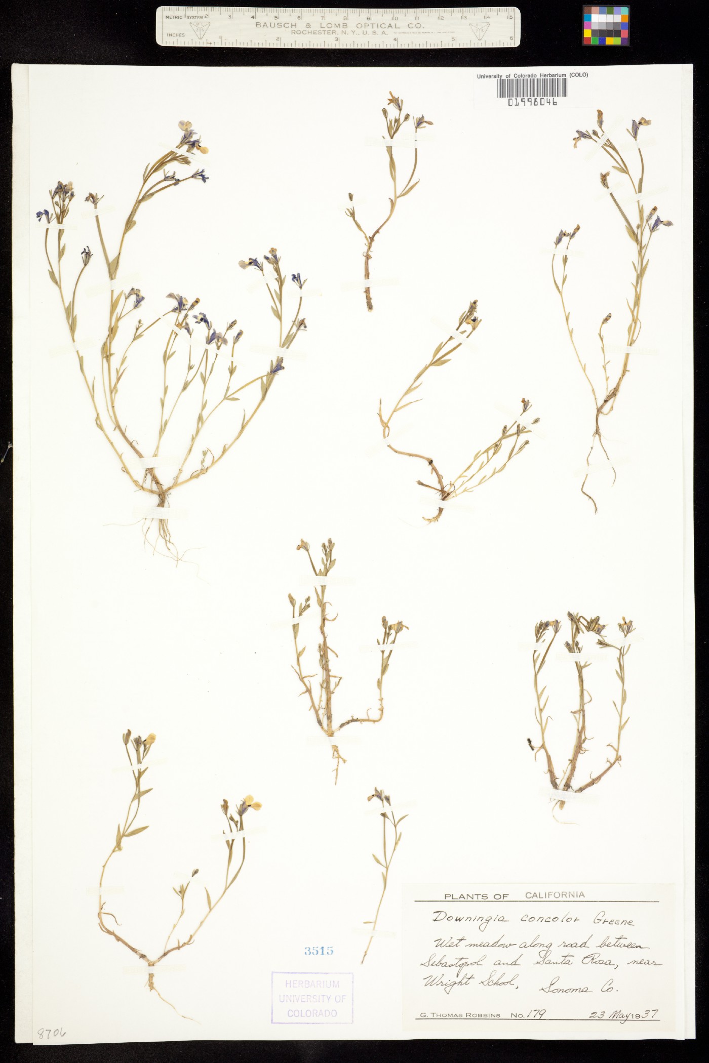 Downingia concolor image