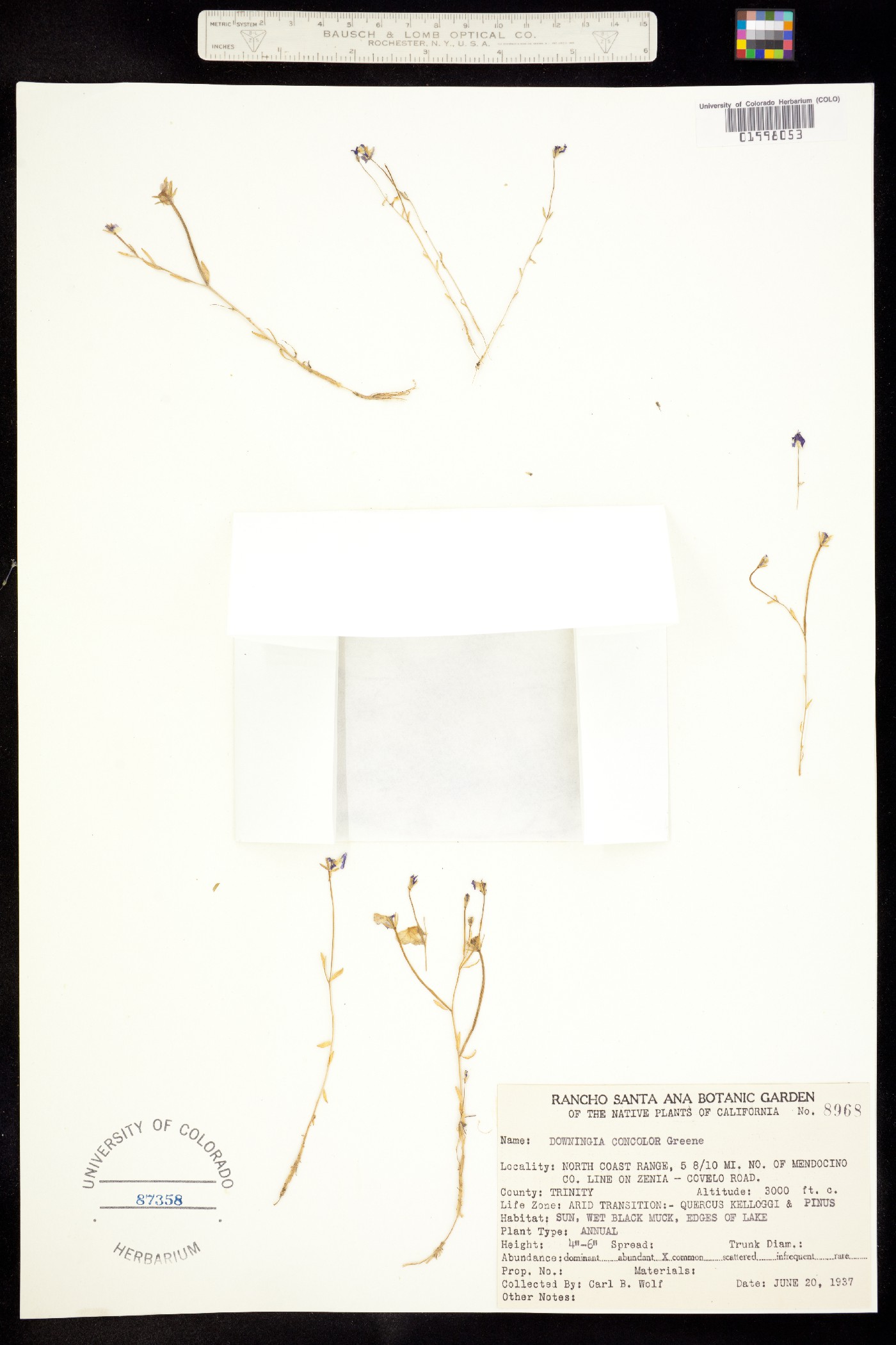 Downingia concolor image