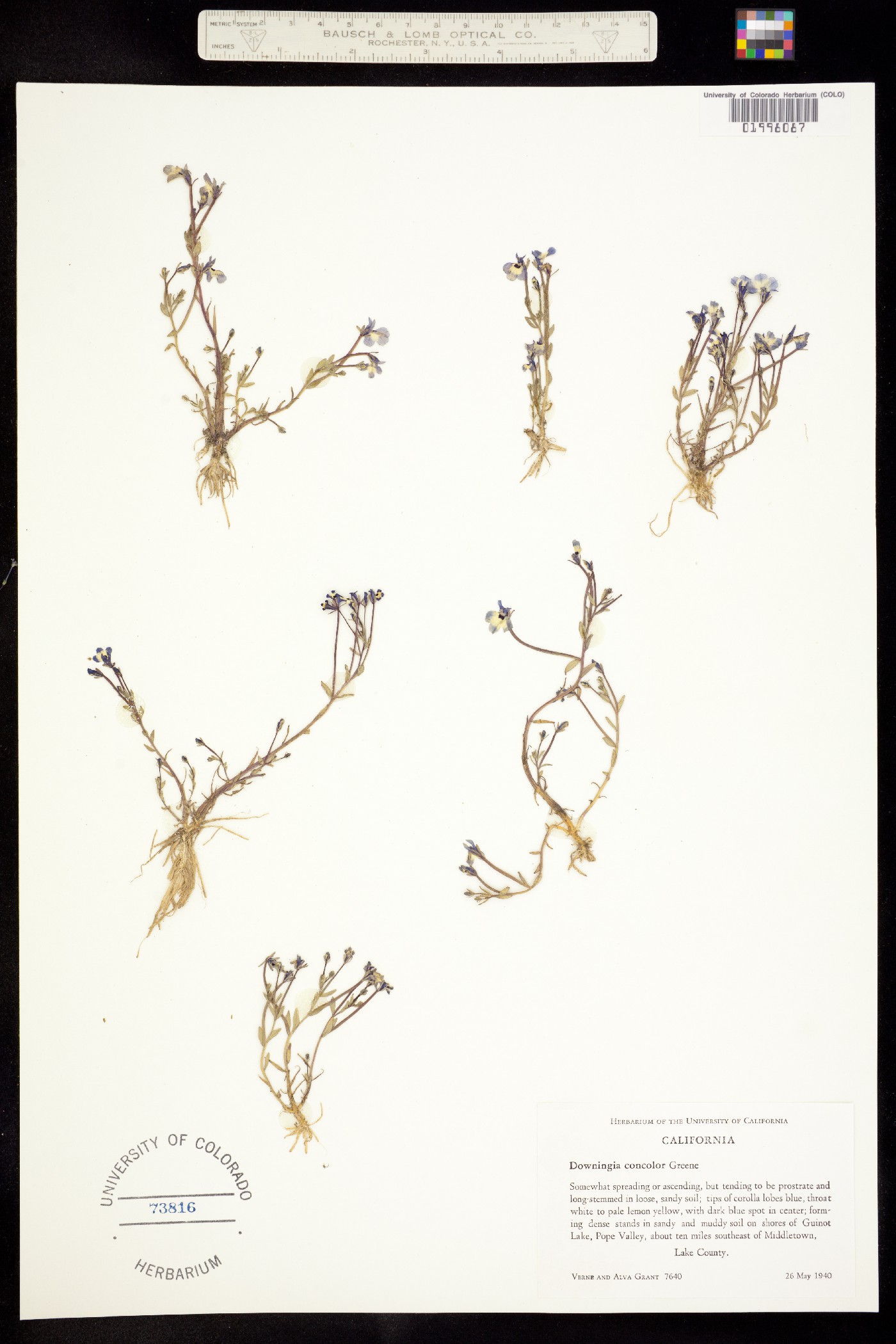 Downingia concolor image