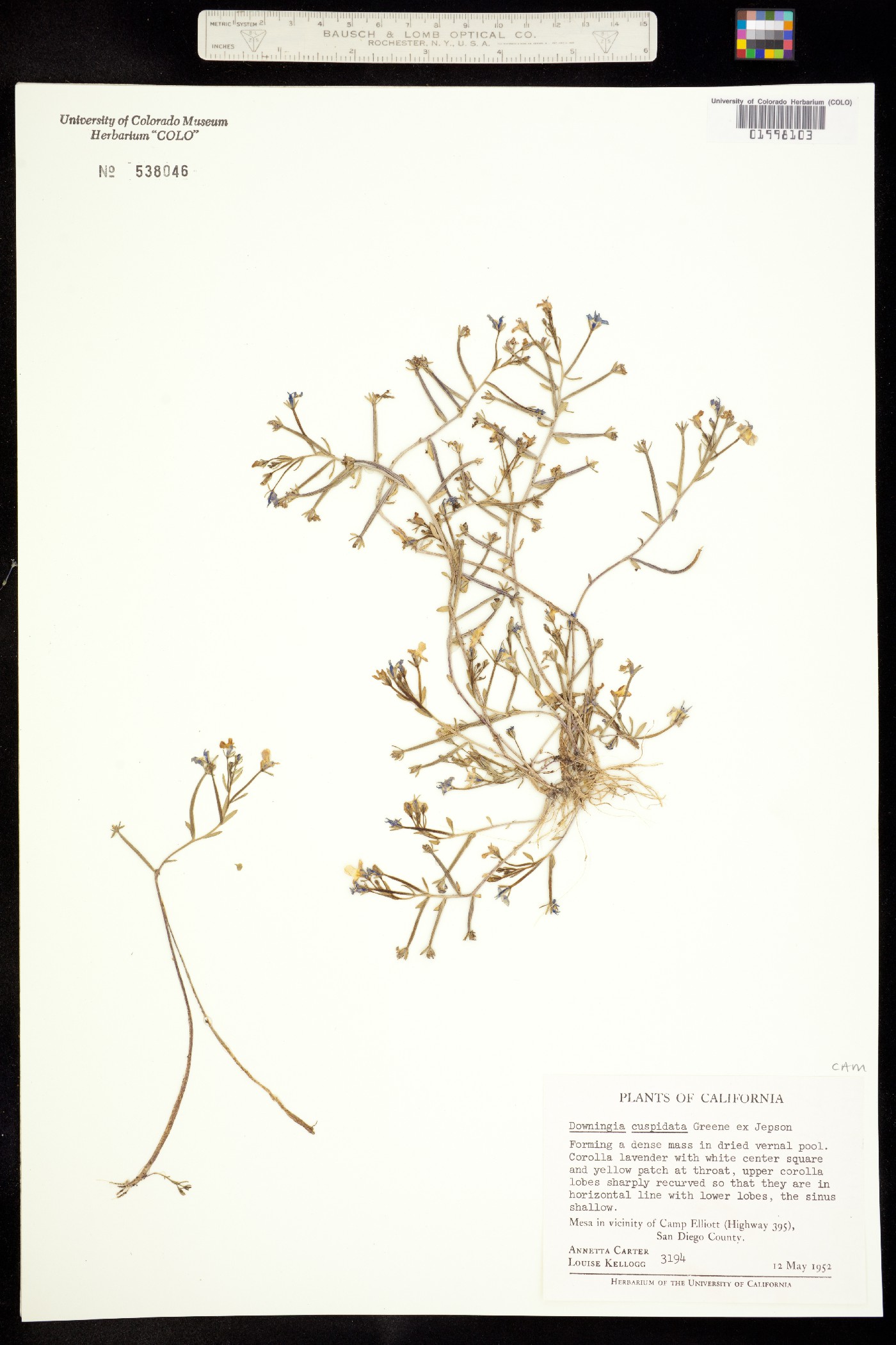 Downingia image