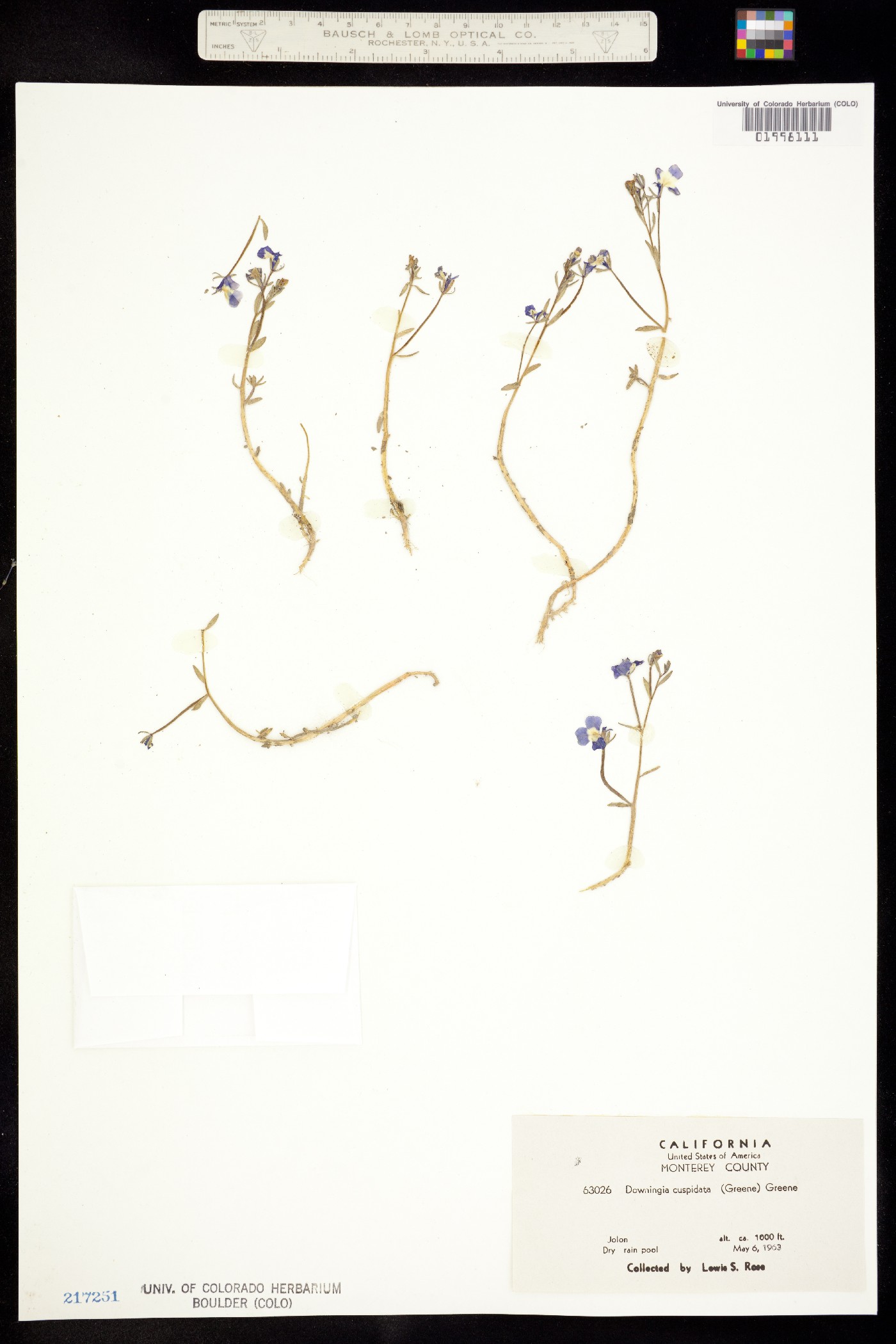 Downingia cuspidata image