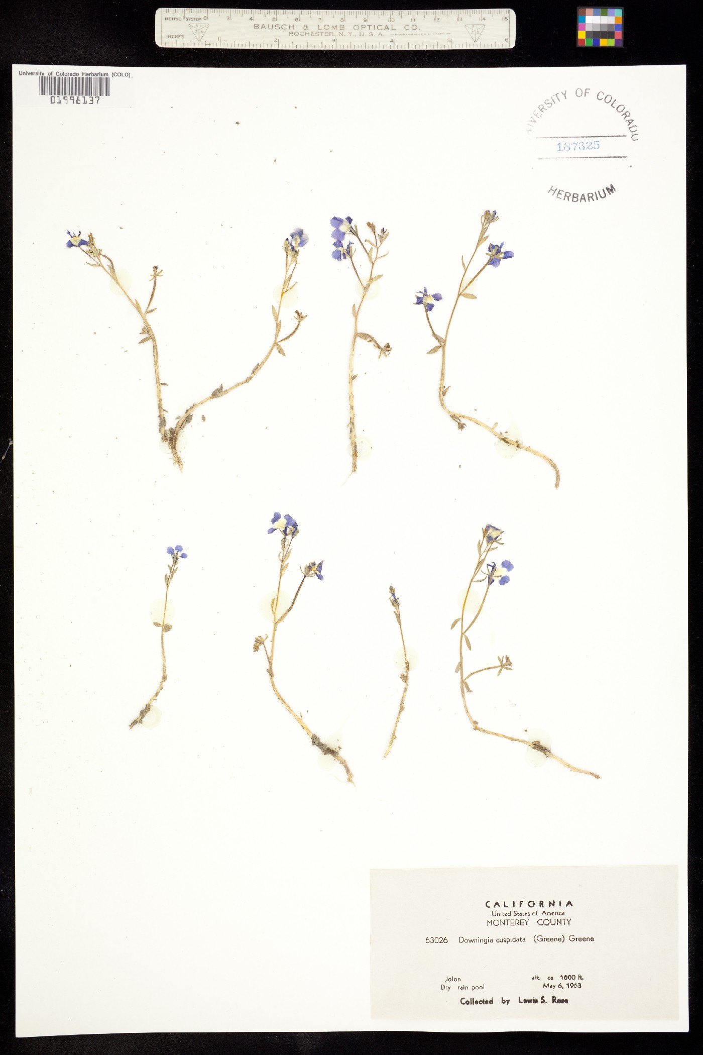Downingia cuspidata image