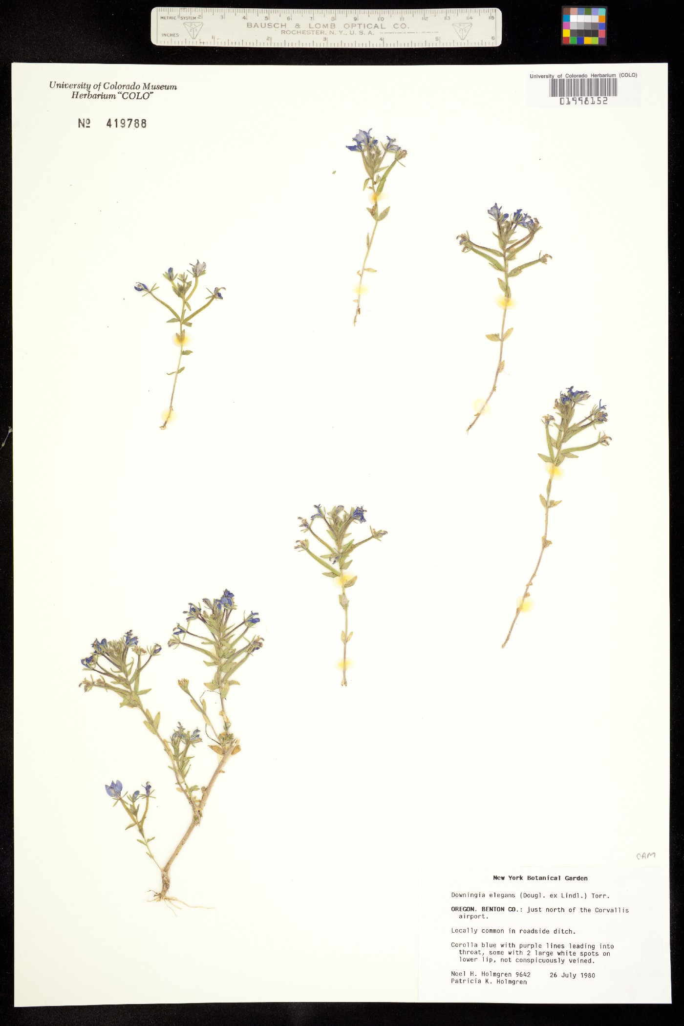 Downingia elegans image