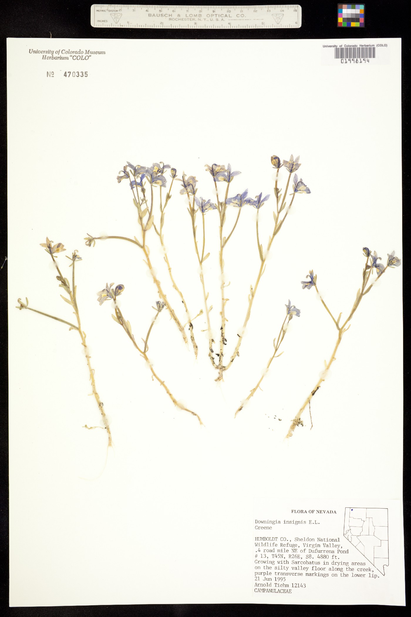 Downingia insignis image