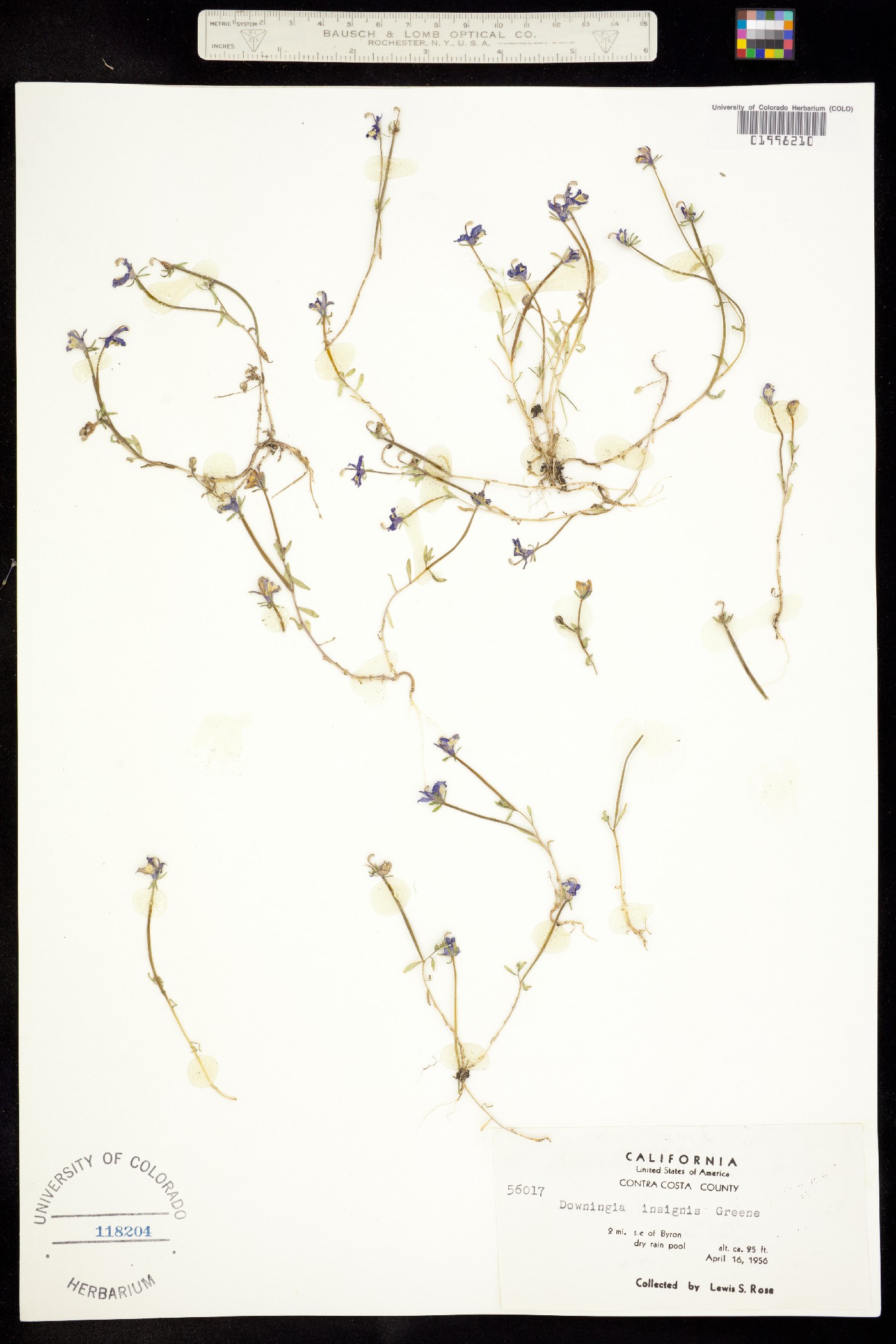 Downingia insignis image