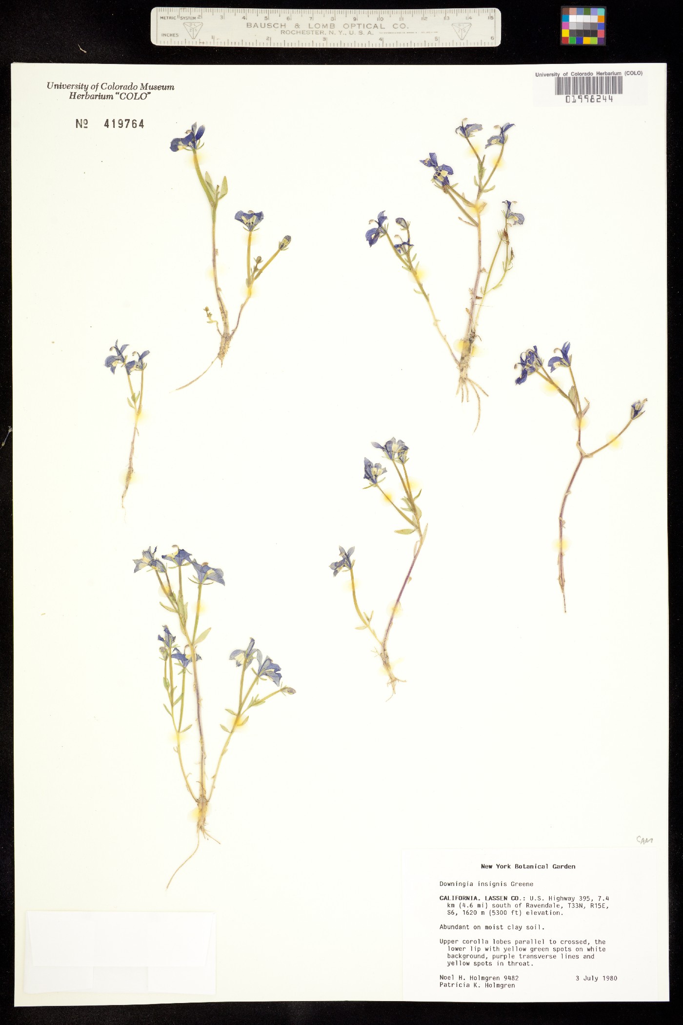 Downingia insignis image