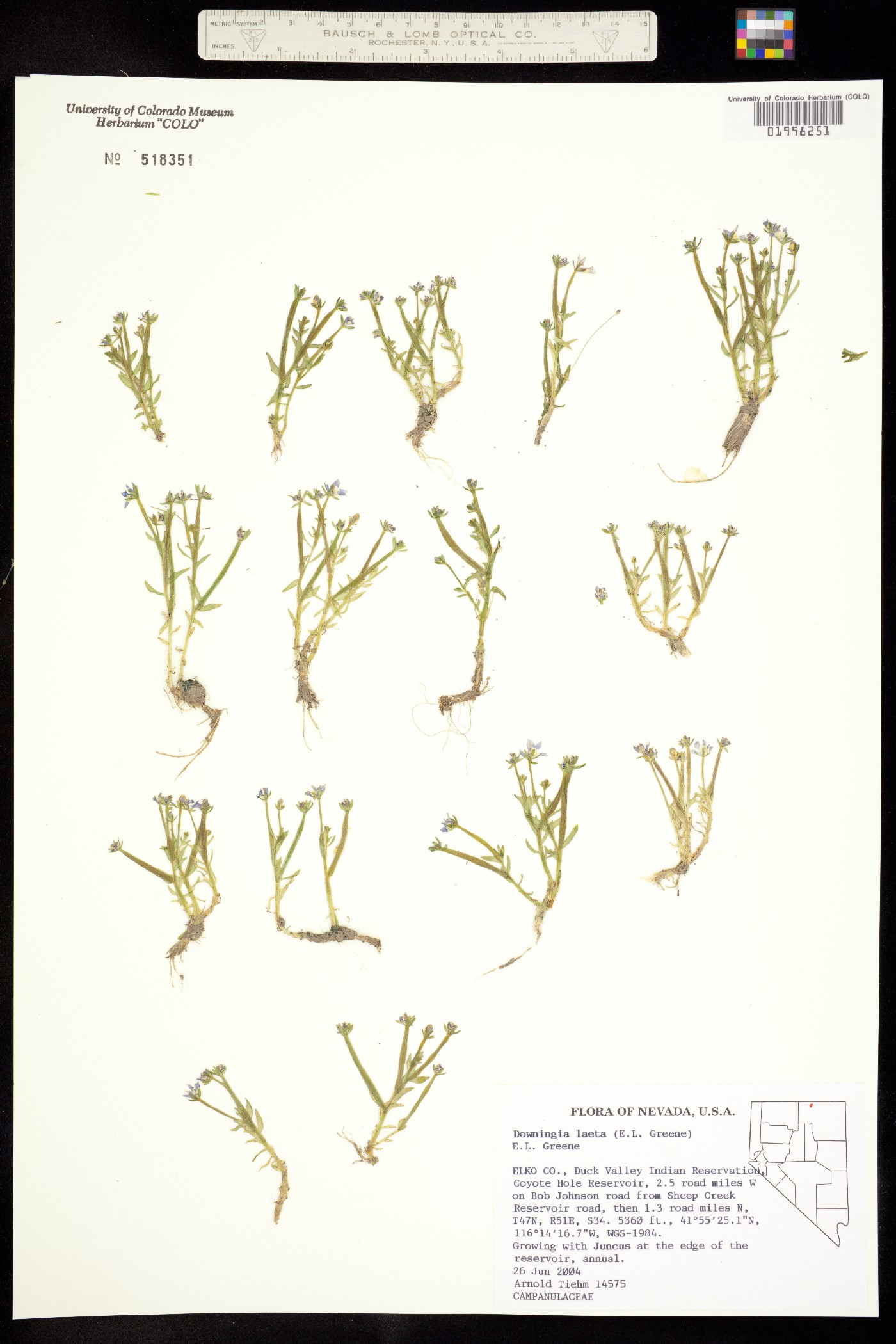 Downingia laeta image