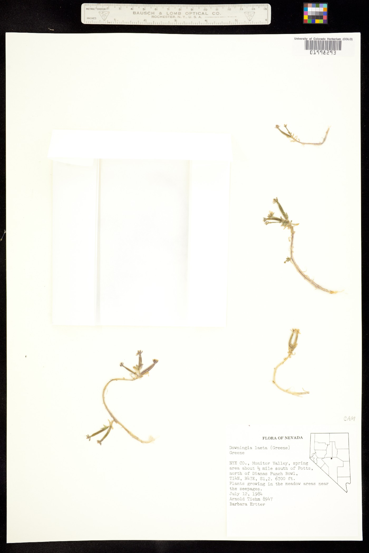 Downingia laeta image