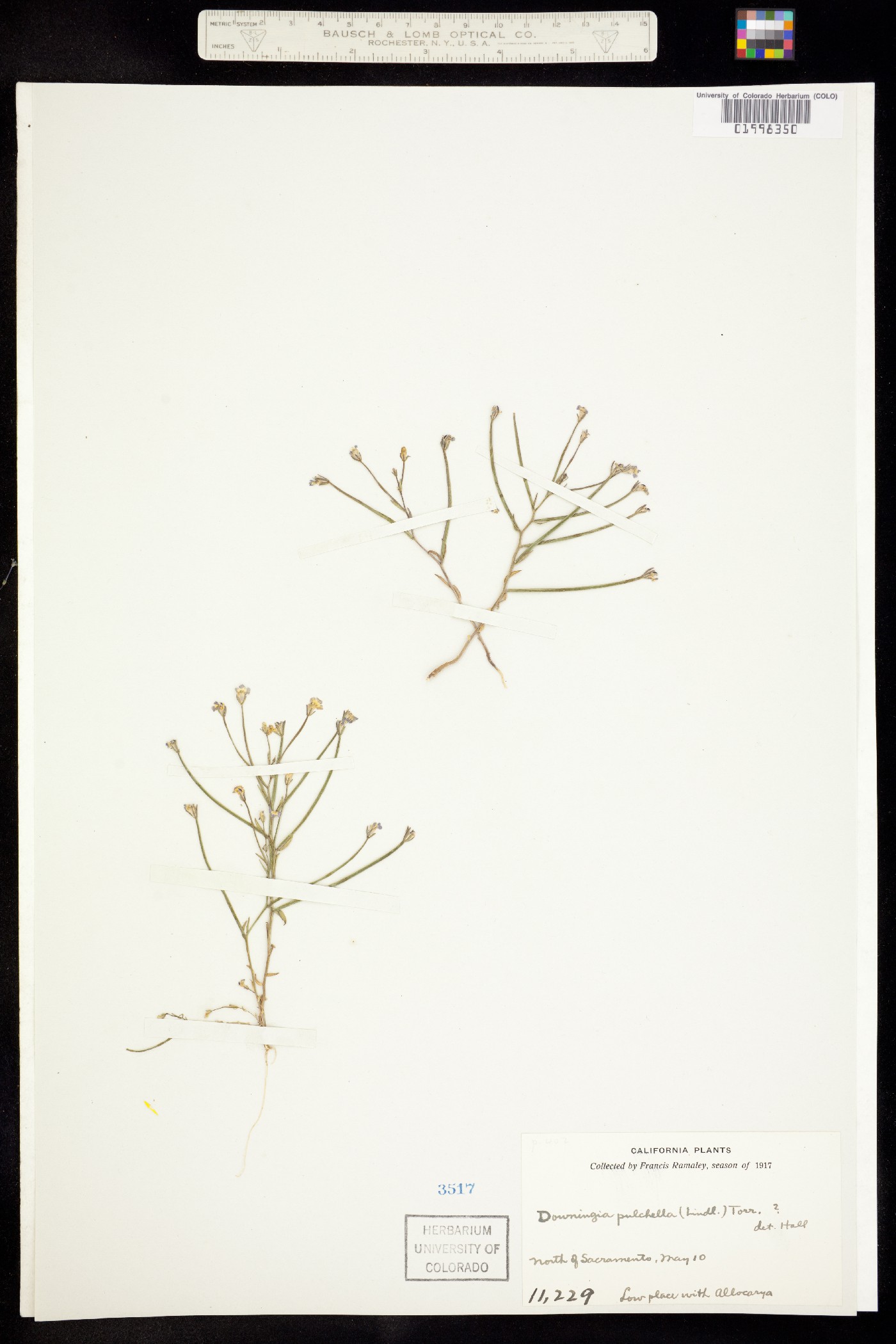 Downingia pulchella image