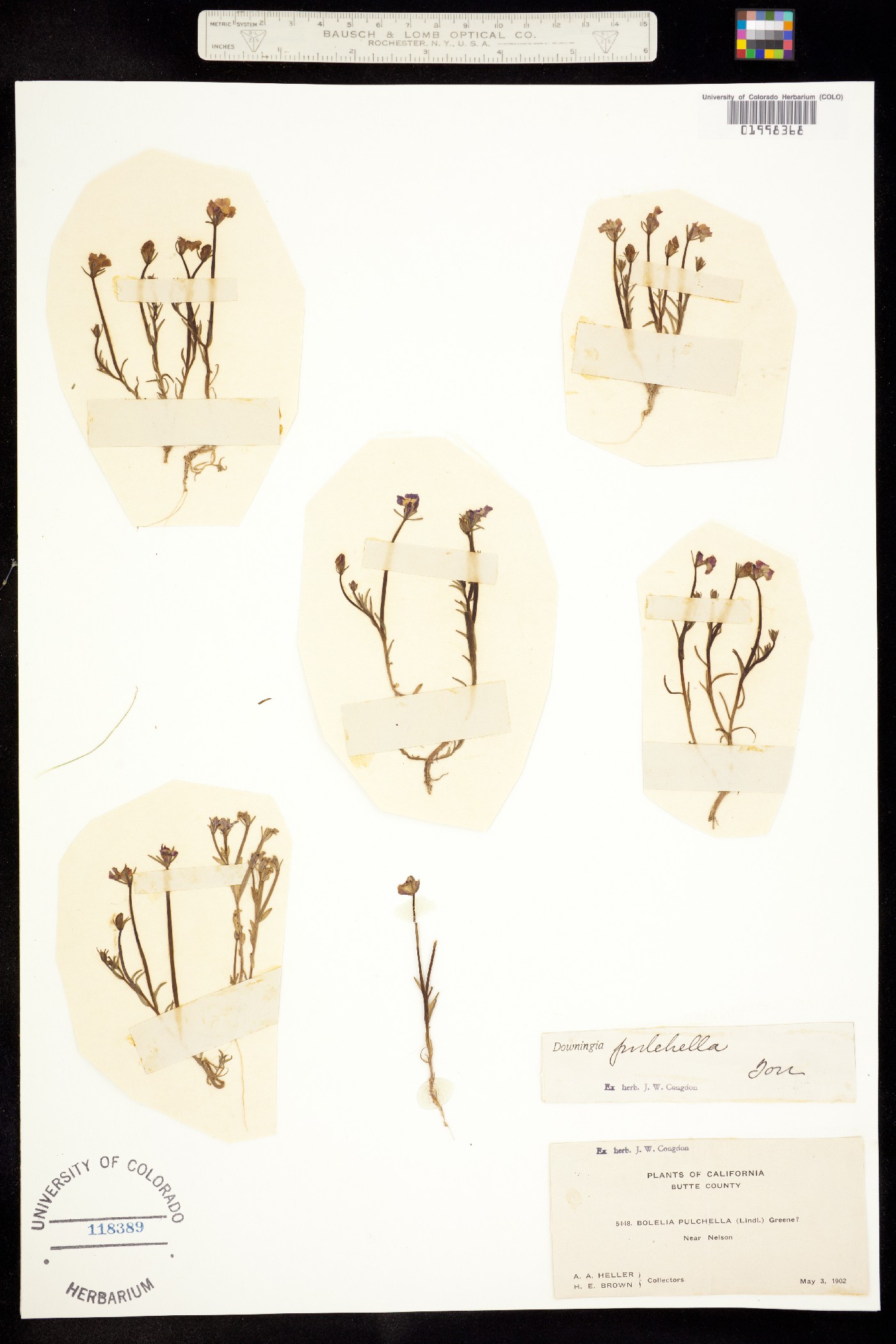 Downingia pulchella image