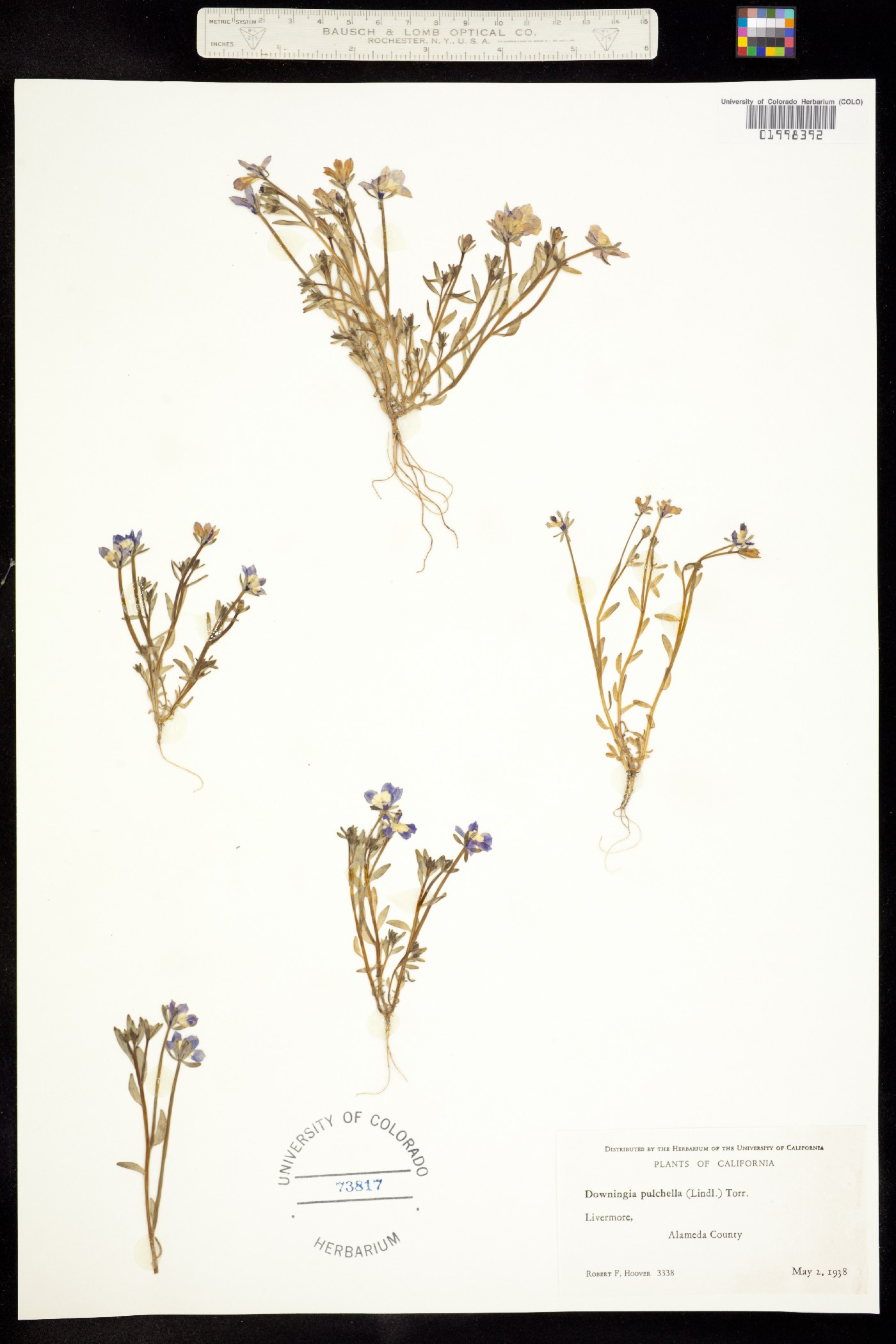 Downingia pulchella image