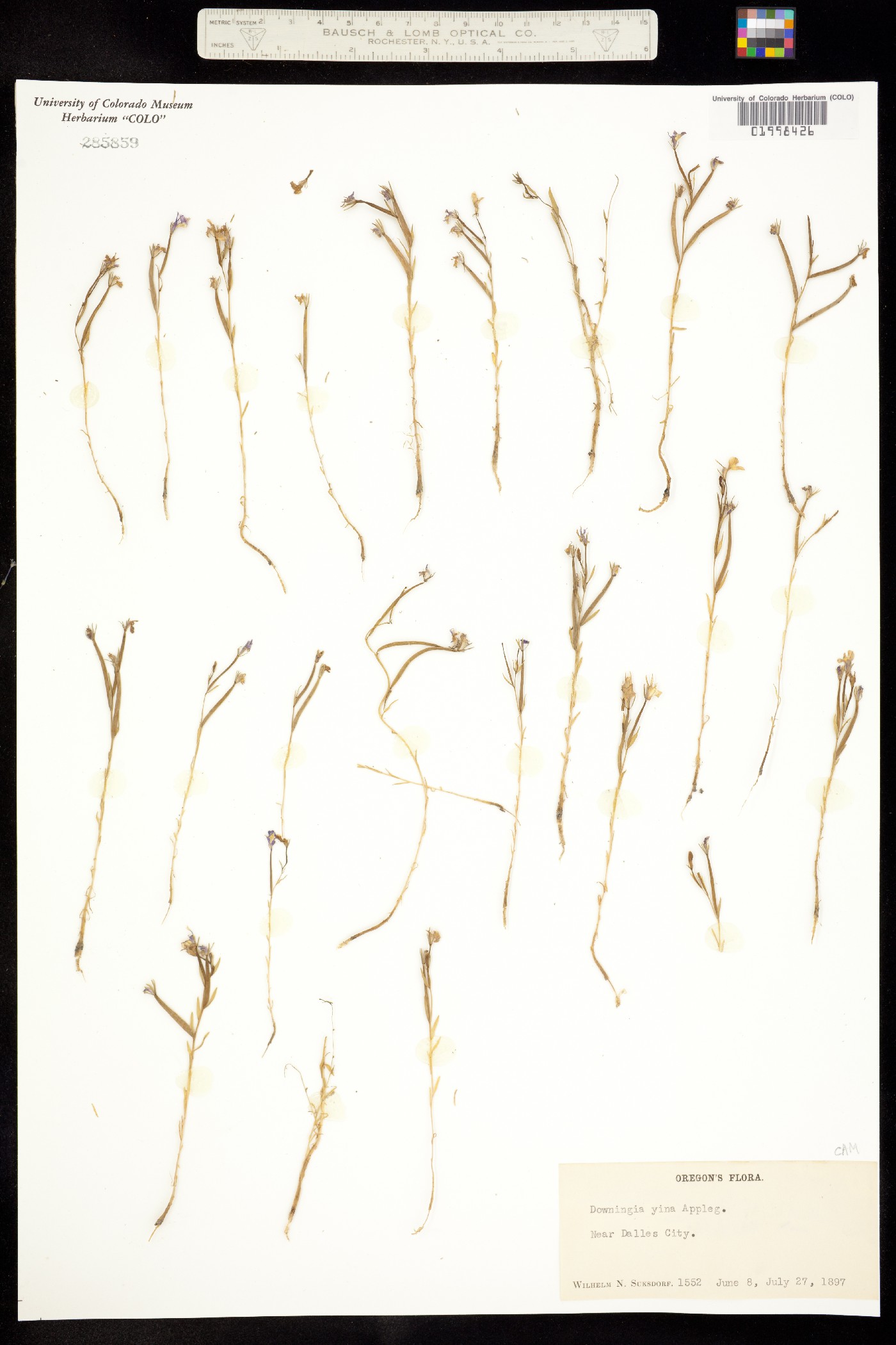 Downingia yina image