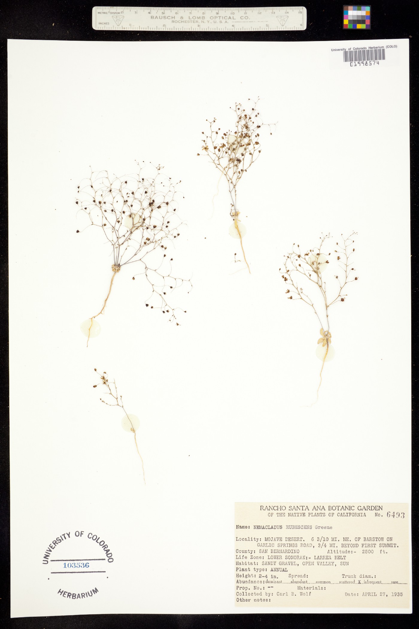 Nemacladus rubescens image