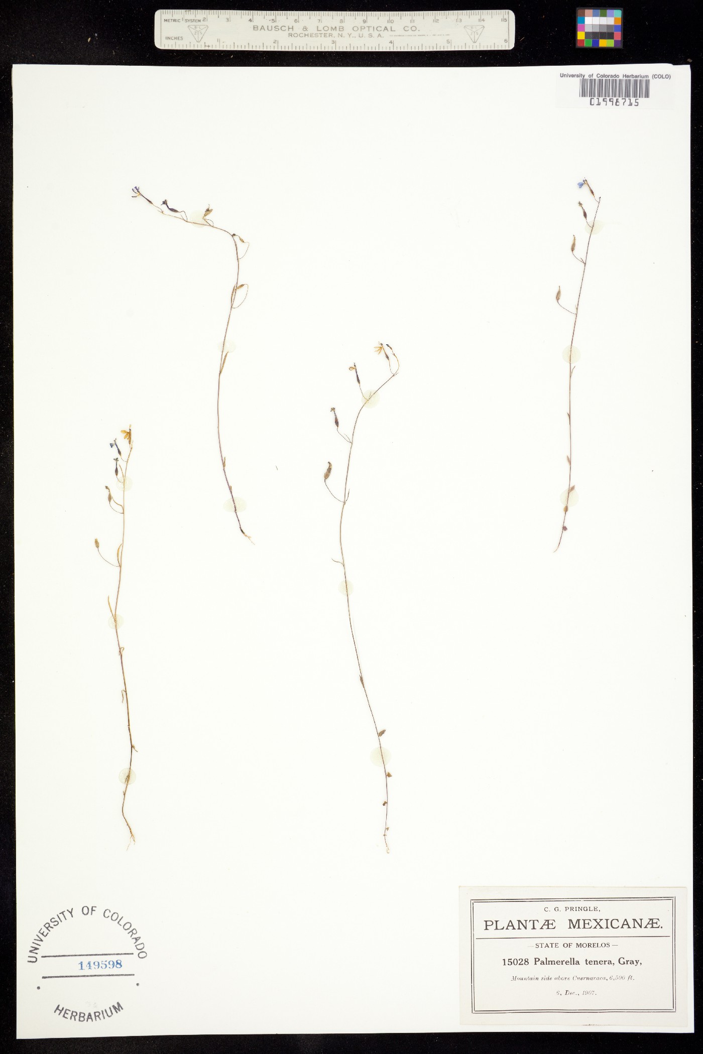 Palmerella image