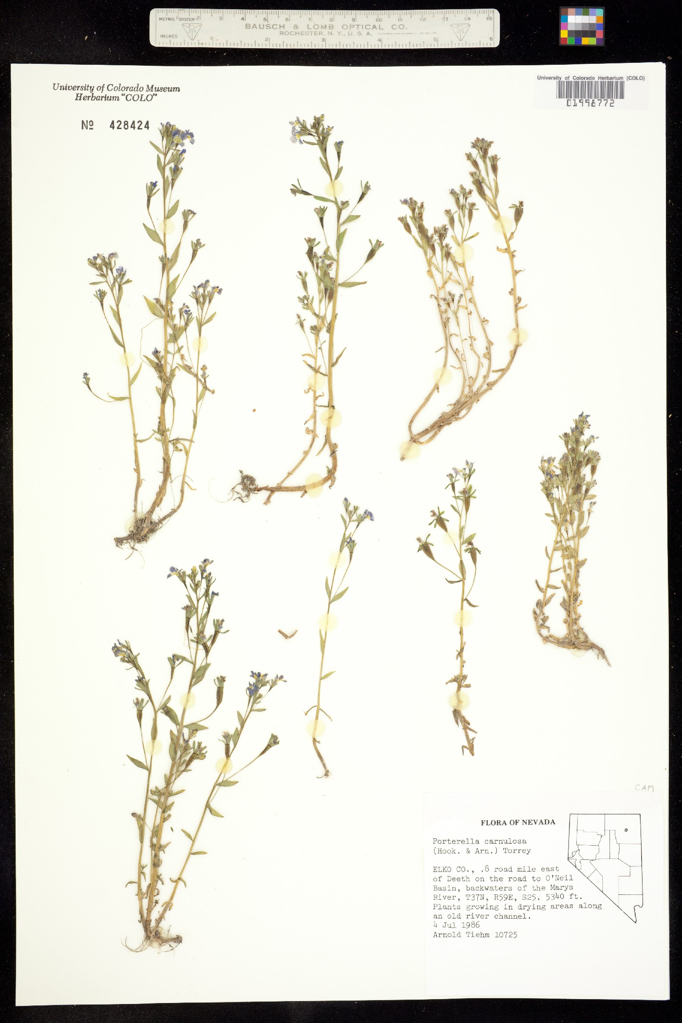 Porterella image