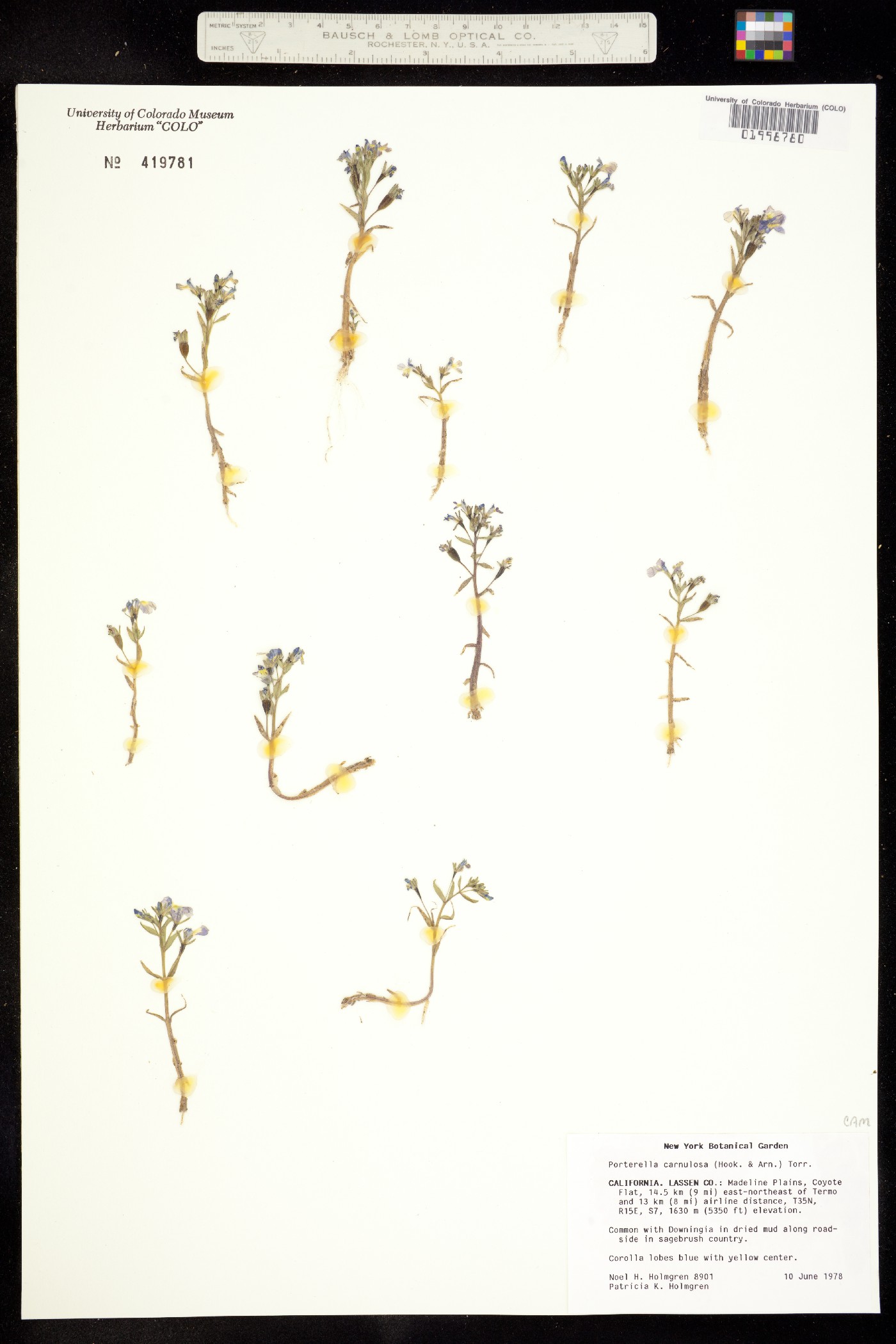 Porterella image