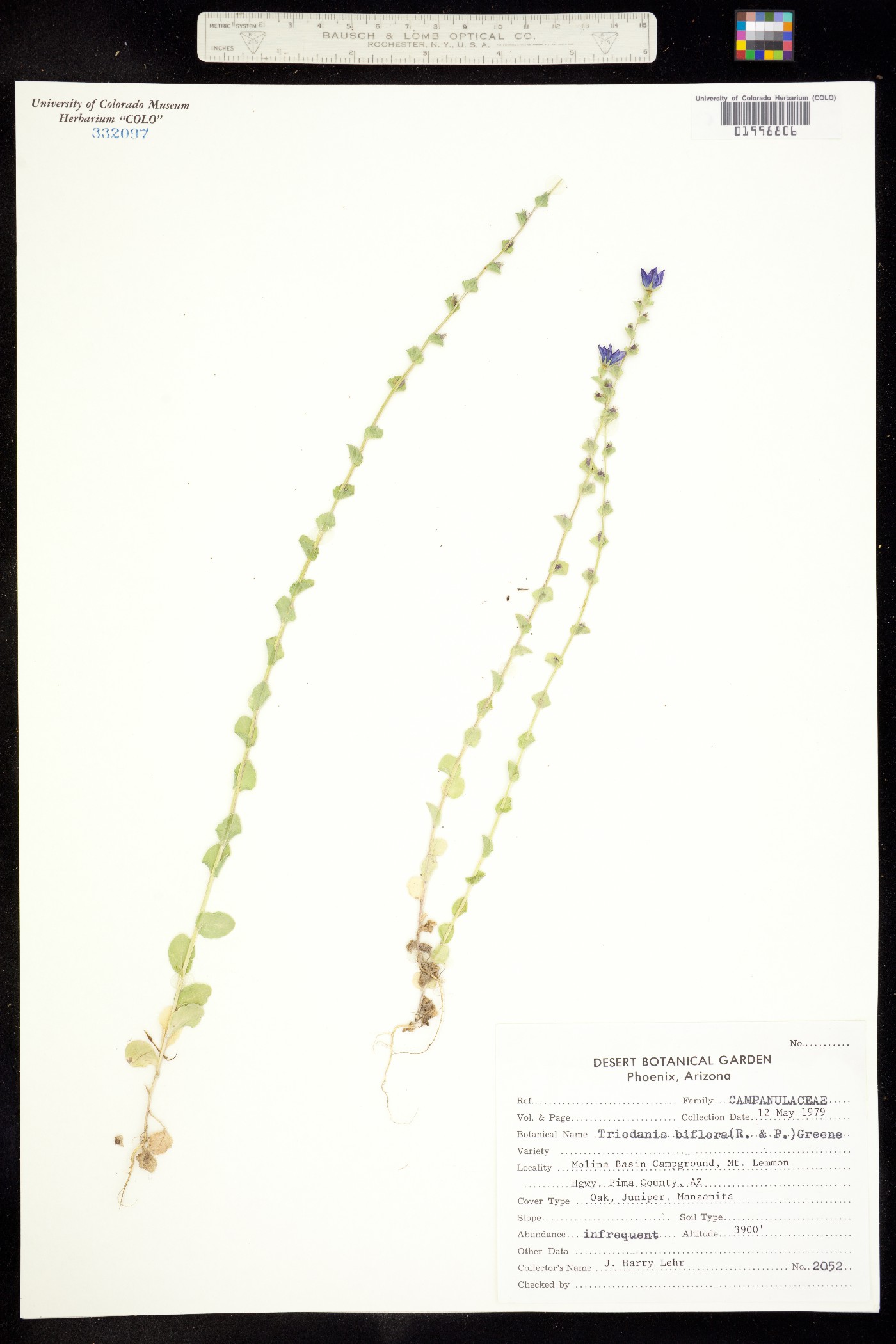 Triodanis perfoliata image