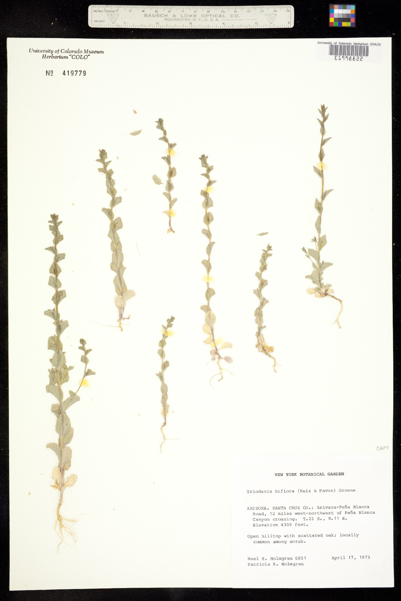 Triodanis perfoliata ssp. biflora image