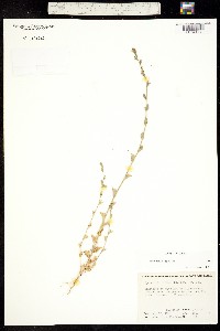 Triodanis perfoliata ssp. biflora image