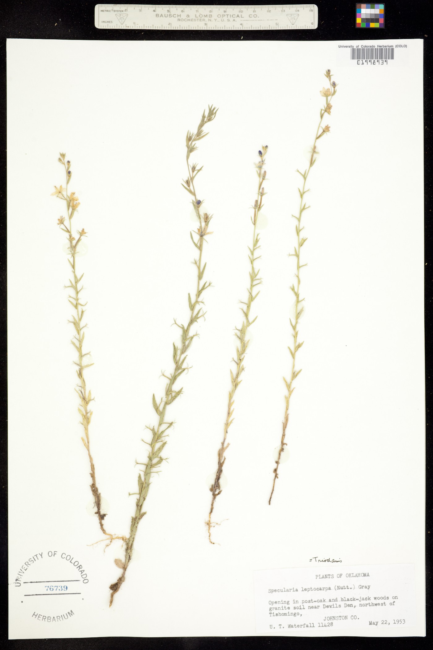 Triodanis leptocarpa image