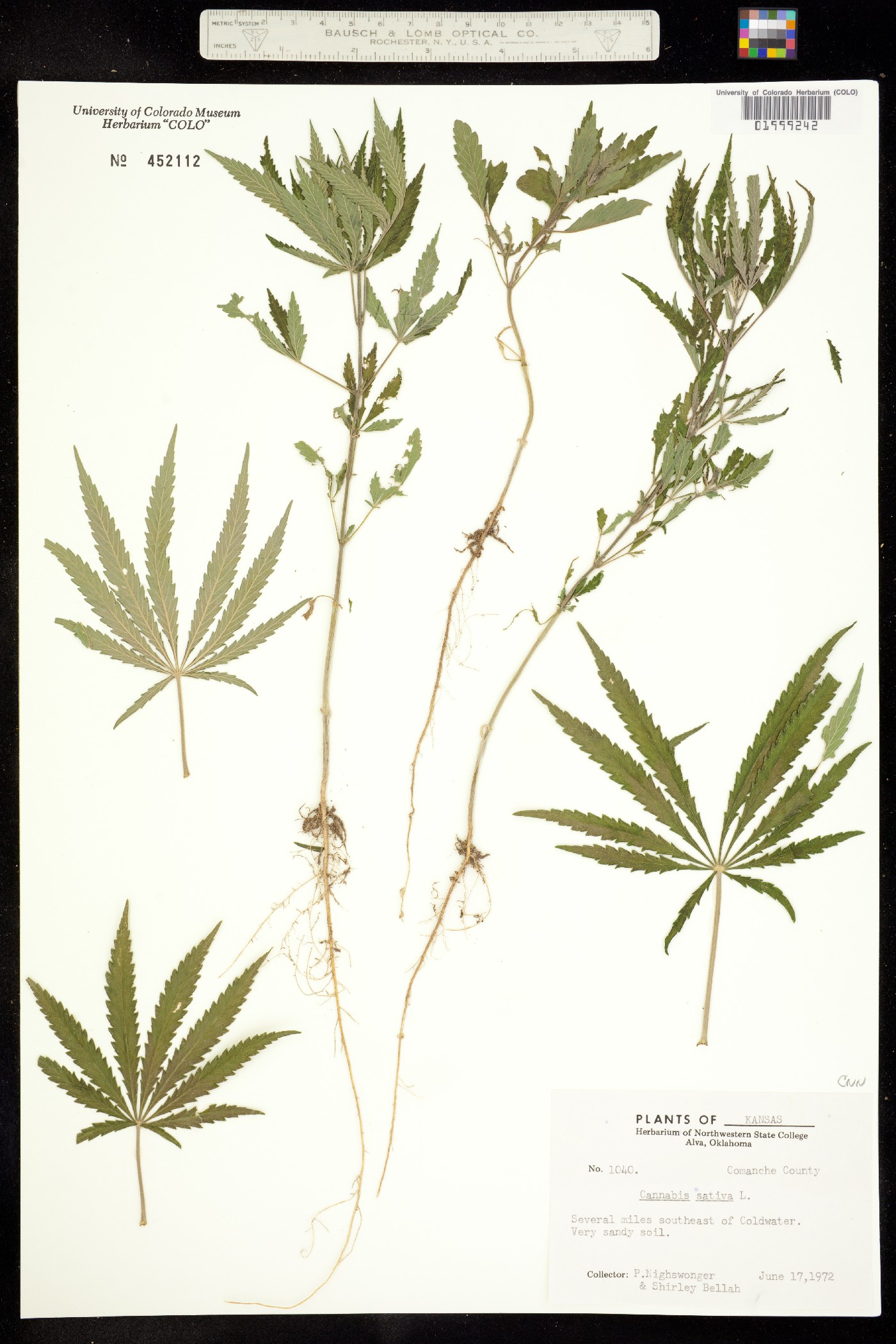 Cannabis sativa image