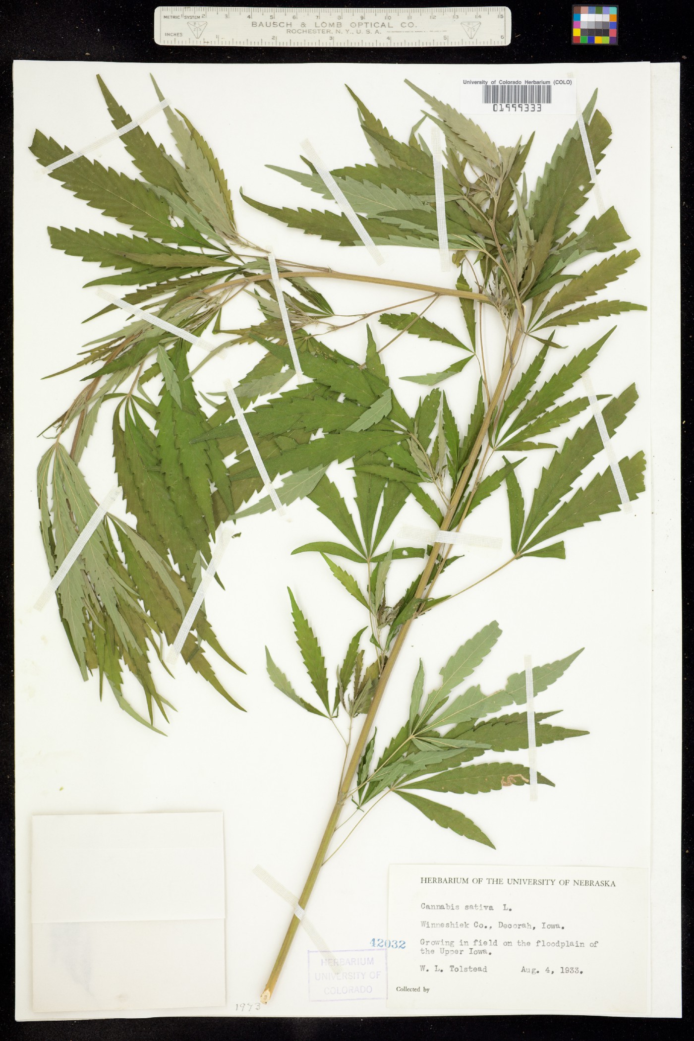 Cannabis sativa image