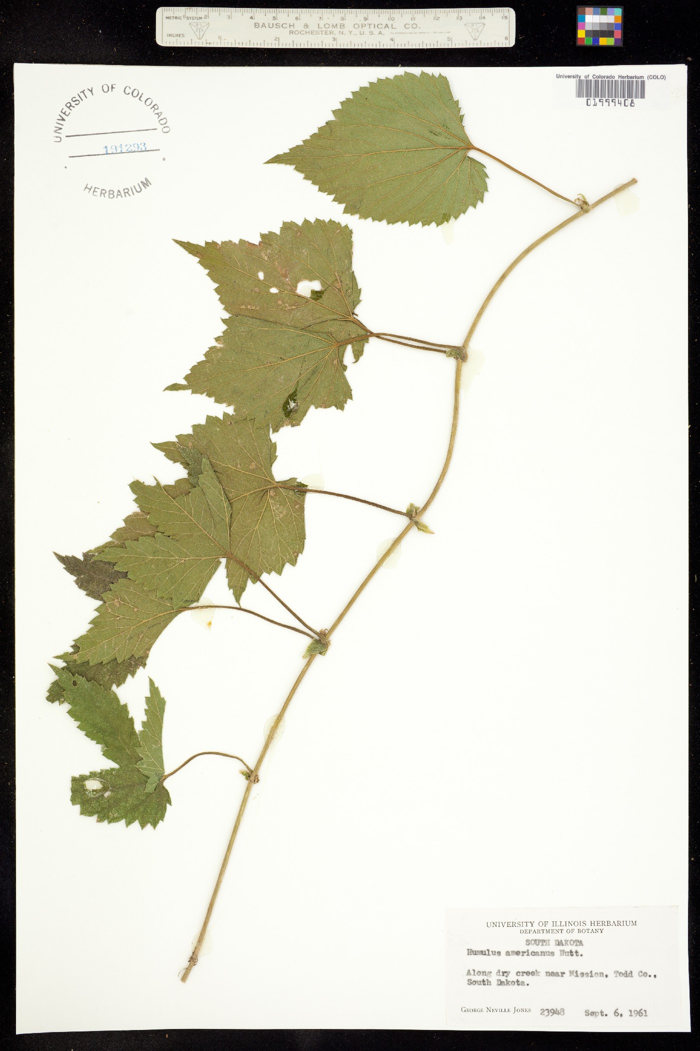 Humulus lupulus image